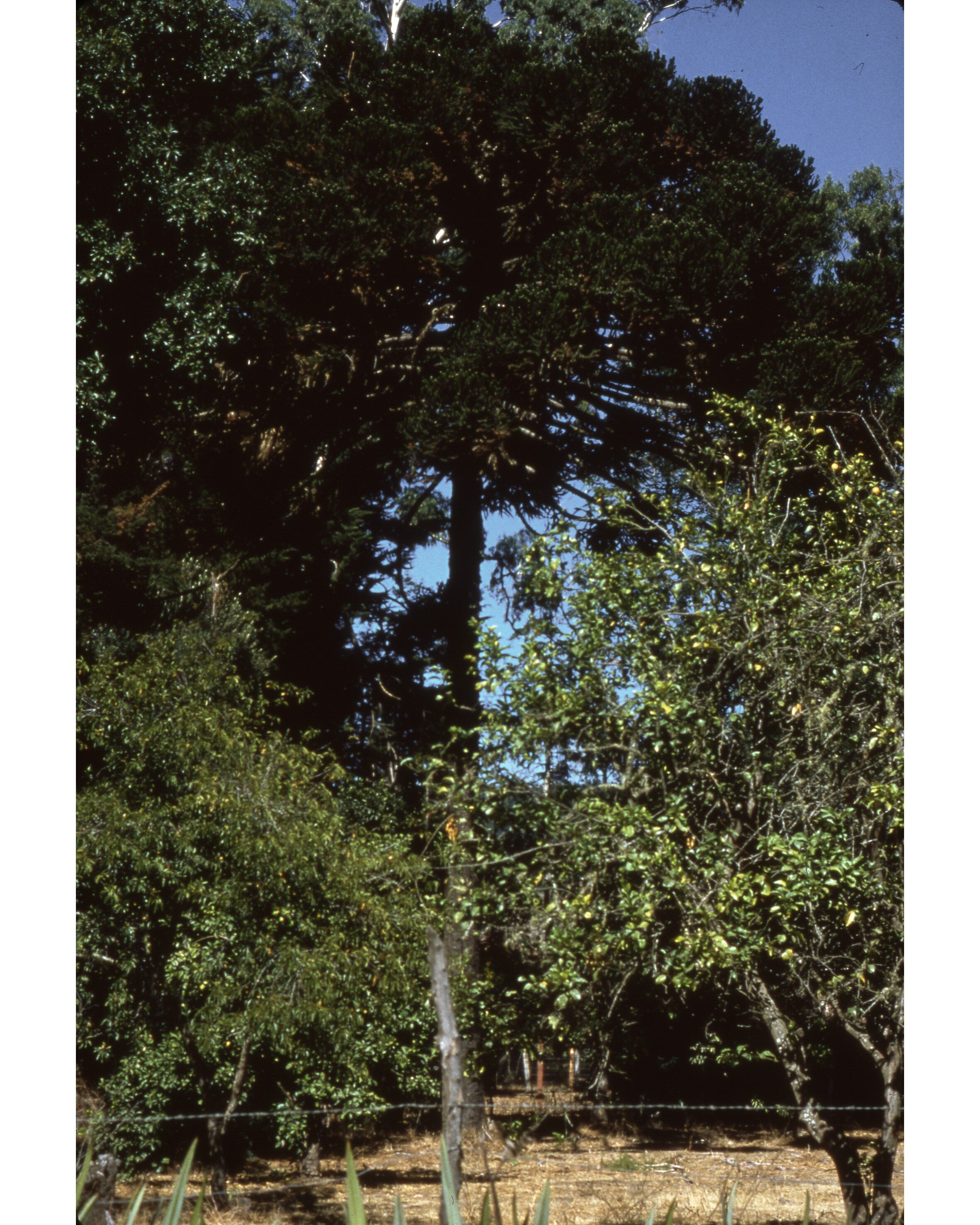  Febrero 1982	Llico--Vivero Forestal--Araucaria Araucana  