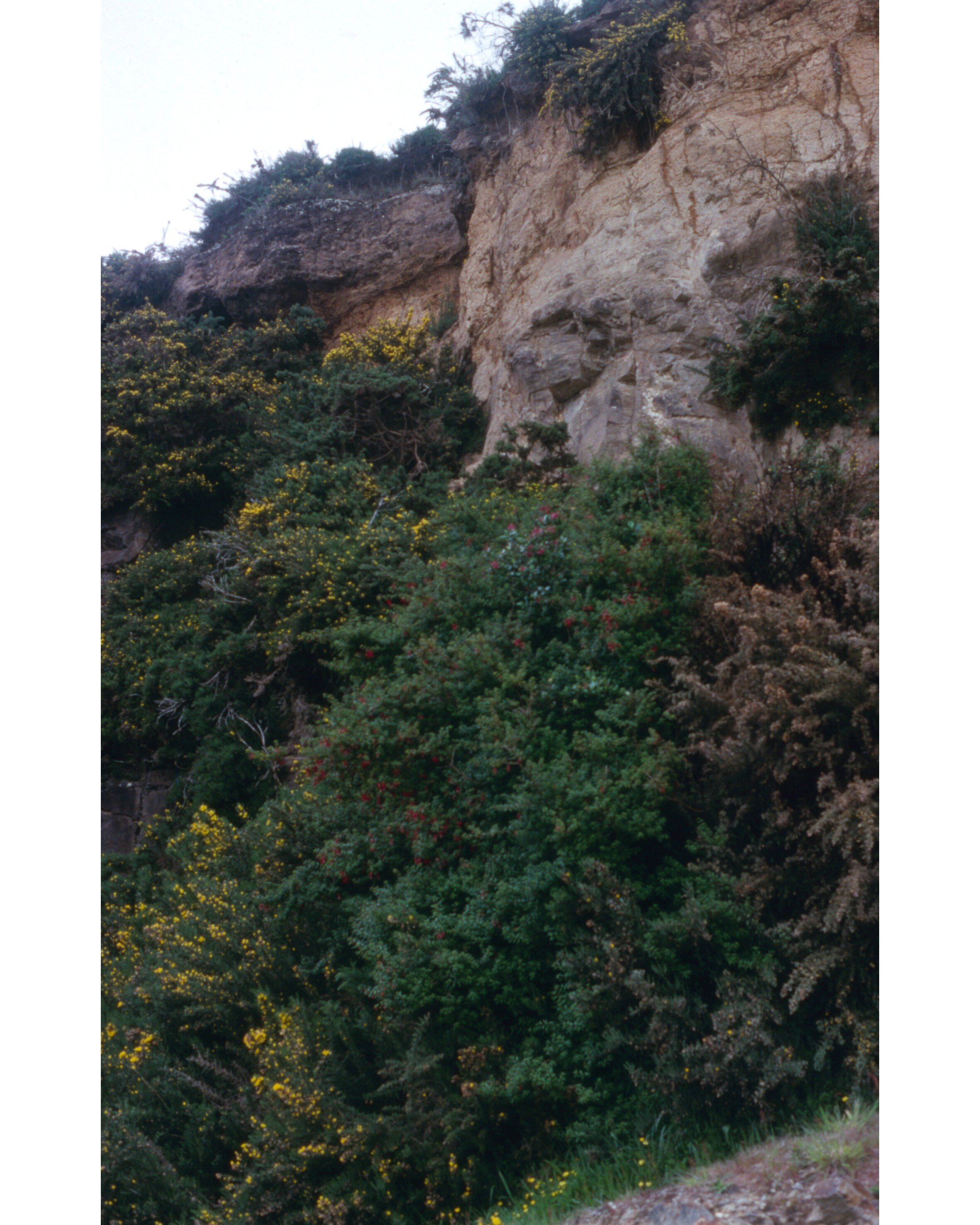  Noviembre 1990	Chiloe—Flores 