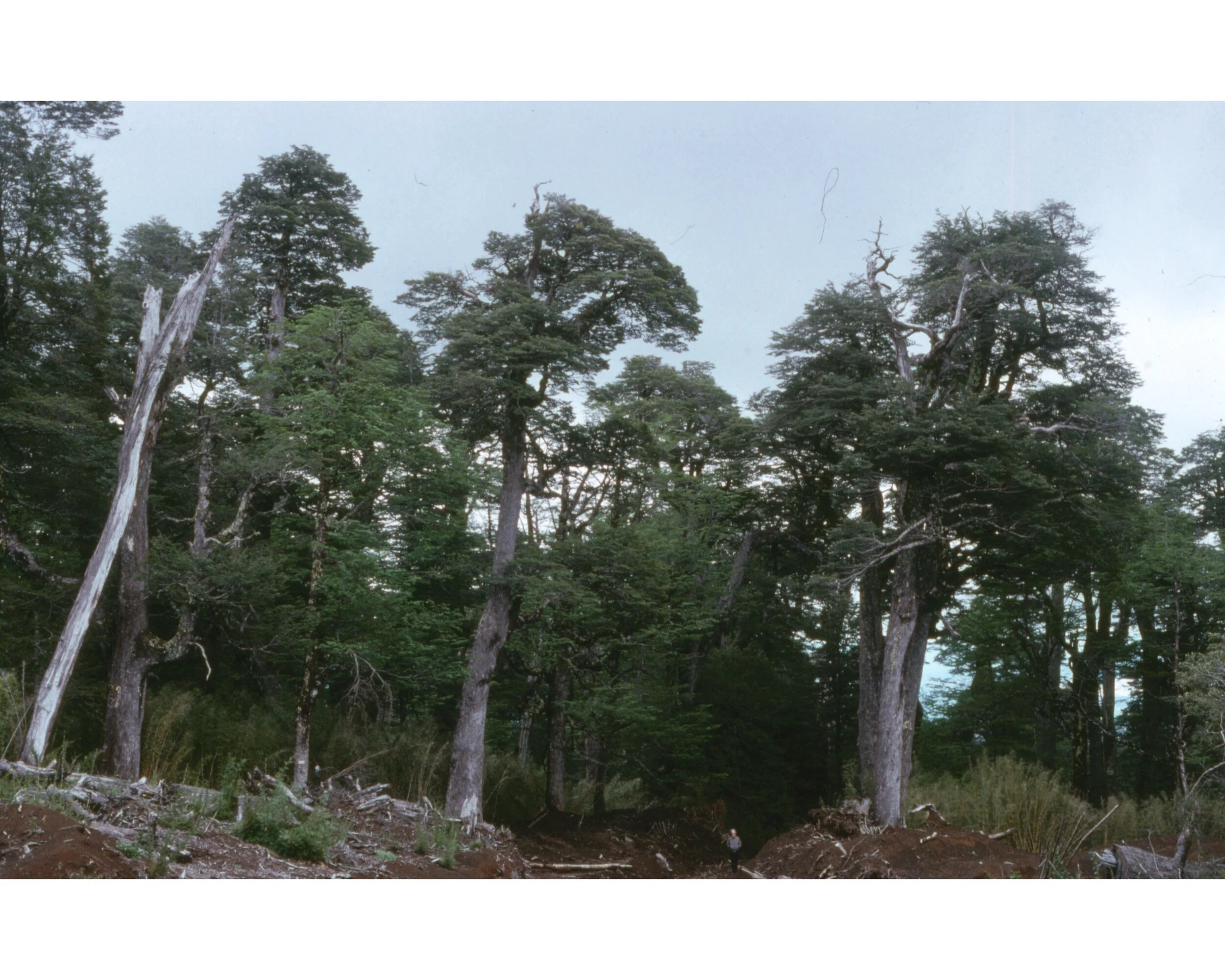  Noviembre 1990	Volcan Villarrica—Plantas indigenas 