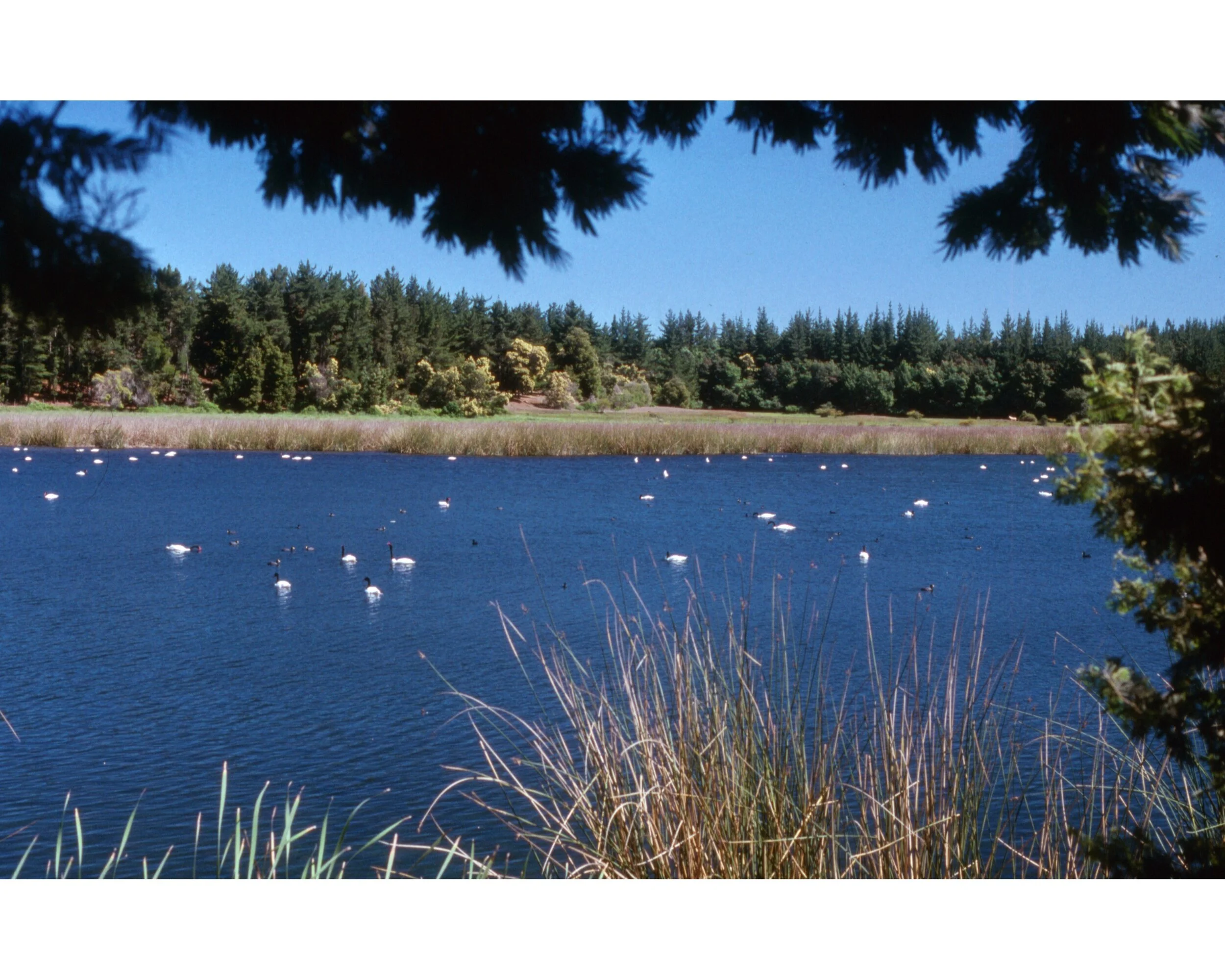  Noviembre 1990	Llico (Curico)—Lago Torca--Cisnes 