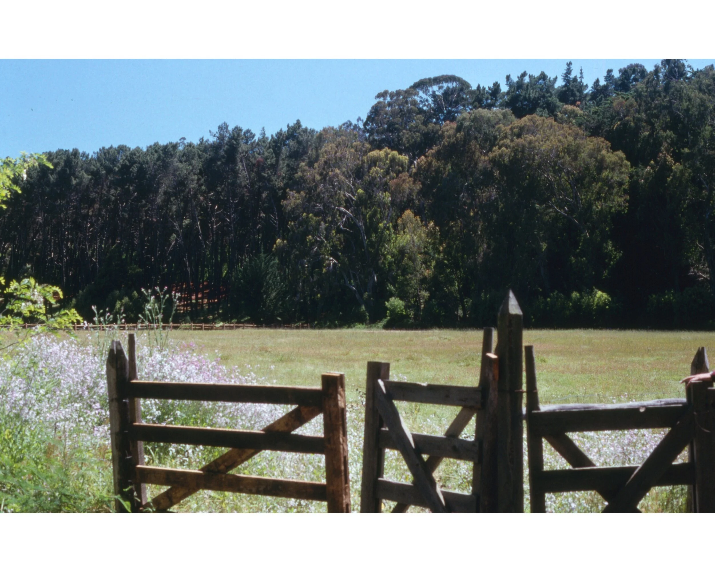  Noviembre 1990	Llico (Curico)--Vivero Forestal (Anteriormente)  