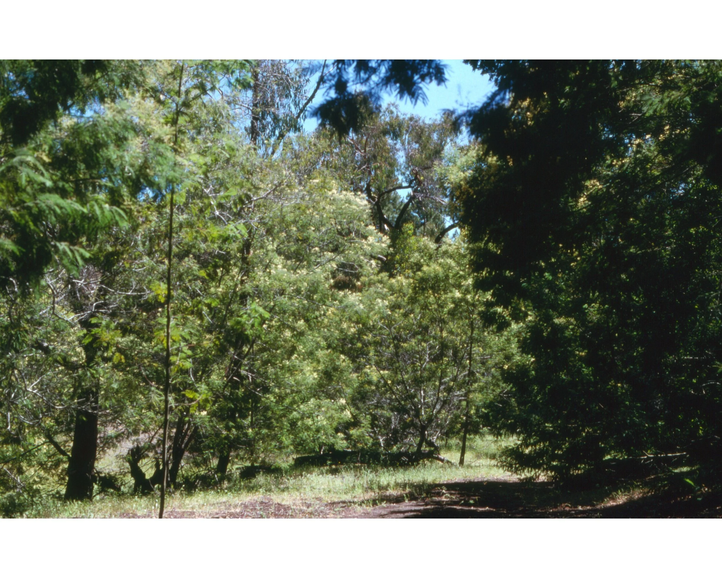  Noviembre 1990	LLico (Curico)--Vivero Forestal—Las Dunas en plantas  
