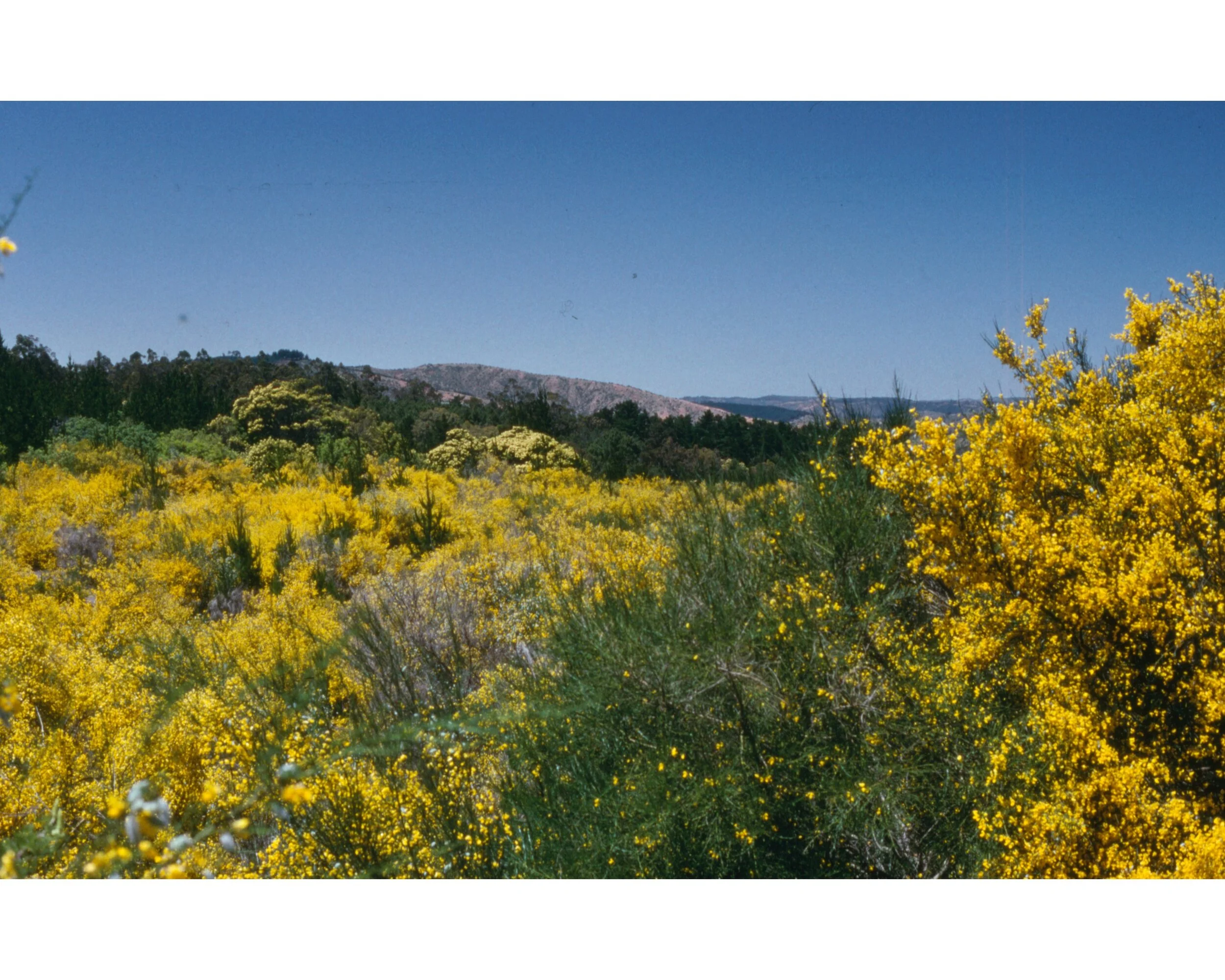  Noviembre 1990	LLico (Curico)--Vivero Forestal—Las Dunas en plantas  