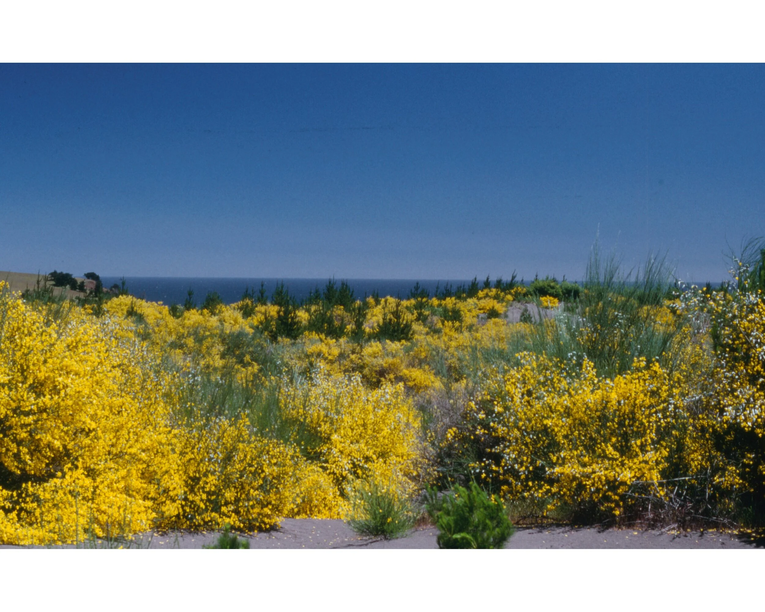  Noviembre 1990	LLico (Curico)--Vivero Forestal—Las Dunas en plantas  