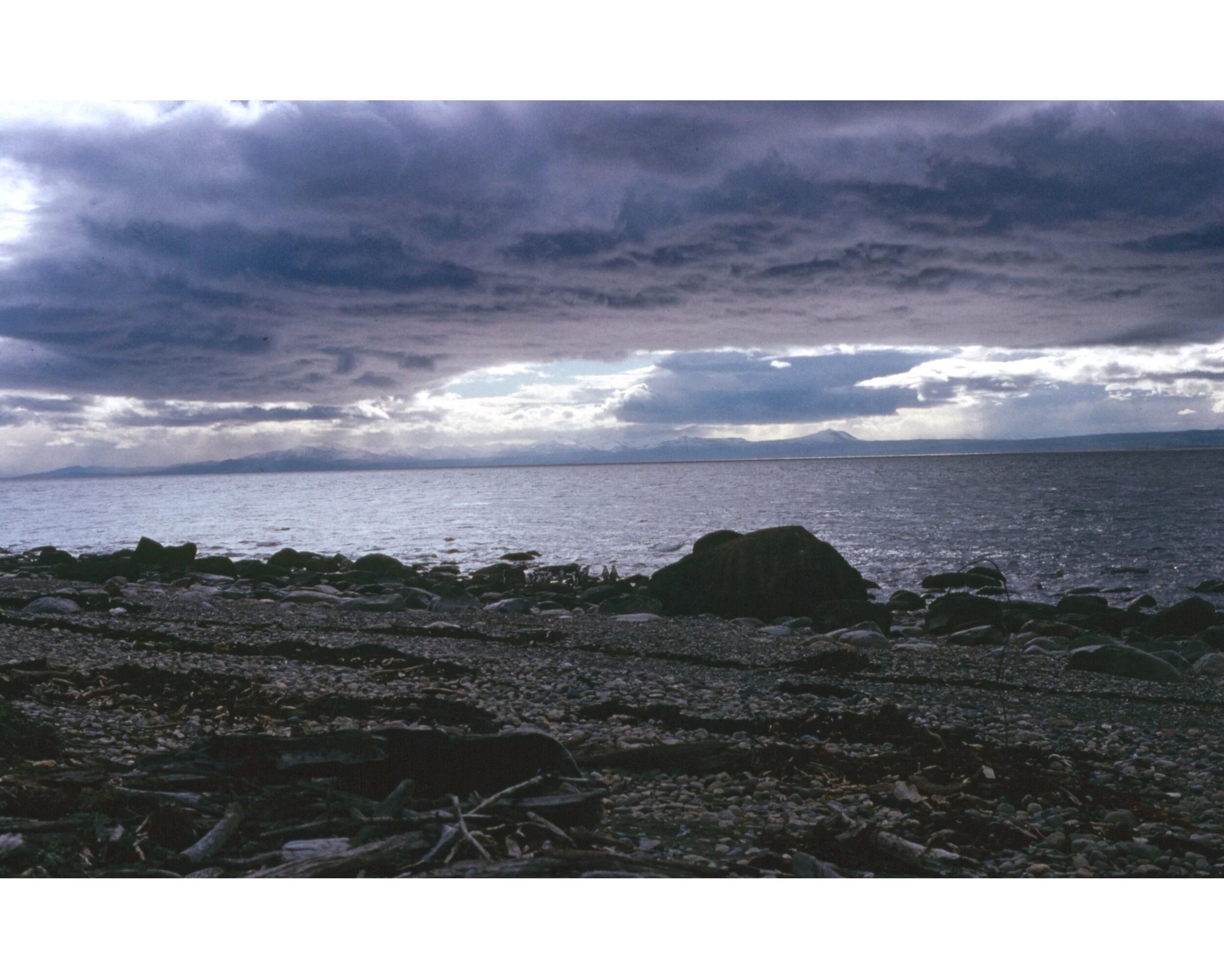  Noviembre 1990	Punta Arenas—Penguinos 