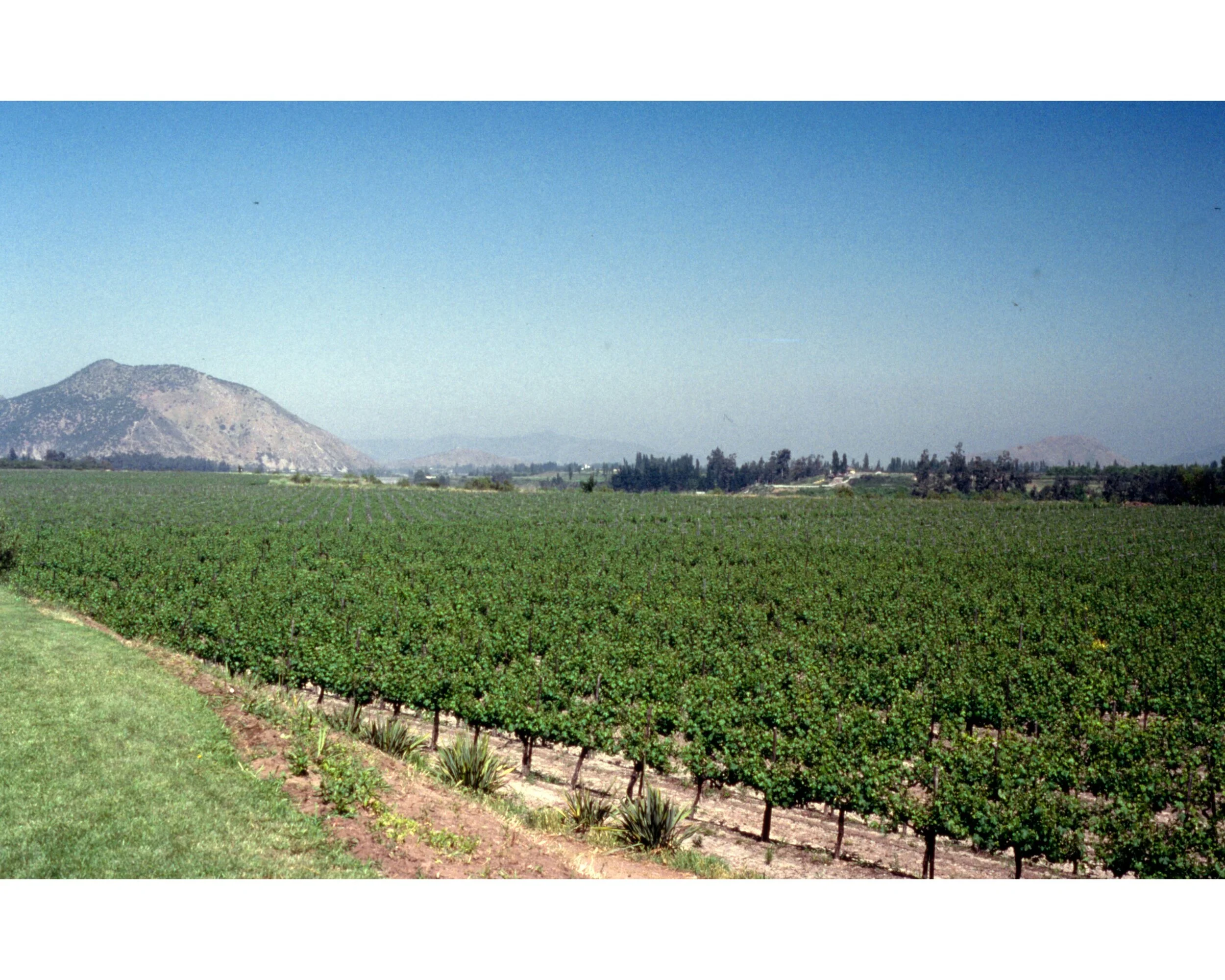  Noviembre 1990	Cajon de Maipo—Vina Concha y Toro  