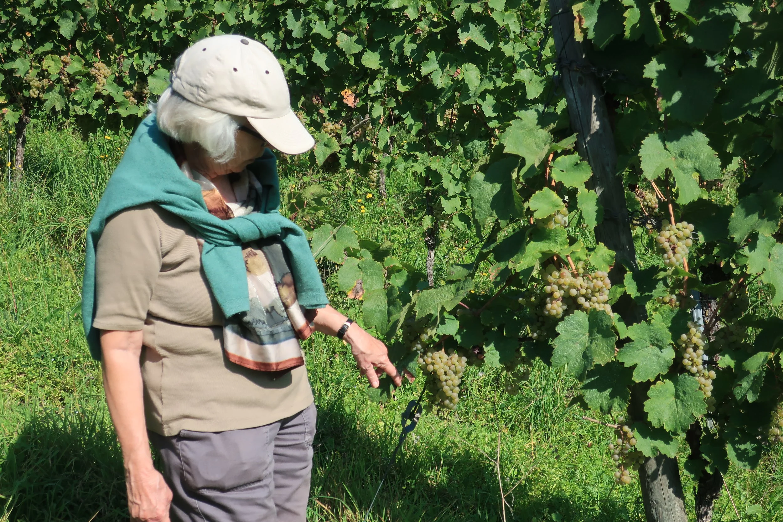  Germany 2023--Kindel 50th Anniversary Trip--Wolf--Carrol Benner Kindel coming down from the Ruins through the vineyard 