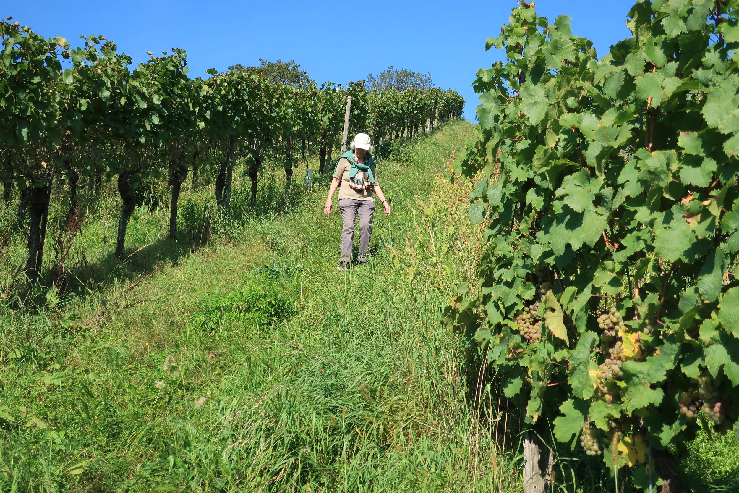  Germany 2023--Kindel 50th Anniversary Trip--Wolf--Carrol Benner Kindel coming down from the Ruins through the vineyard 