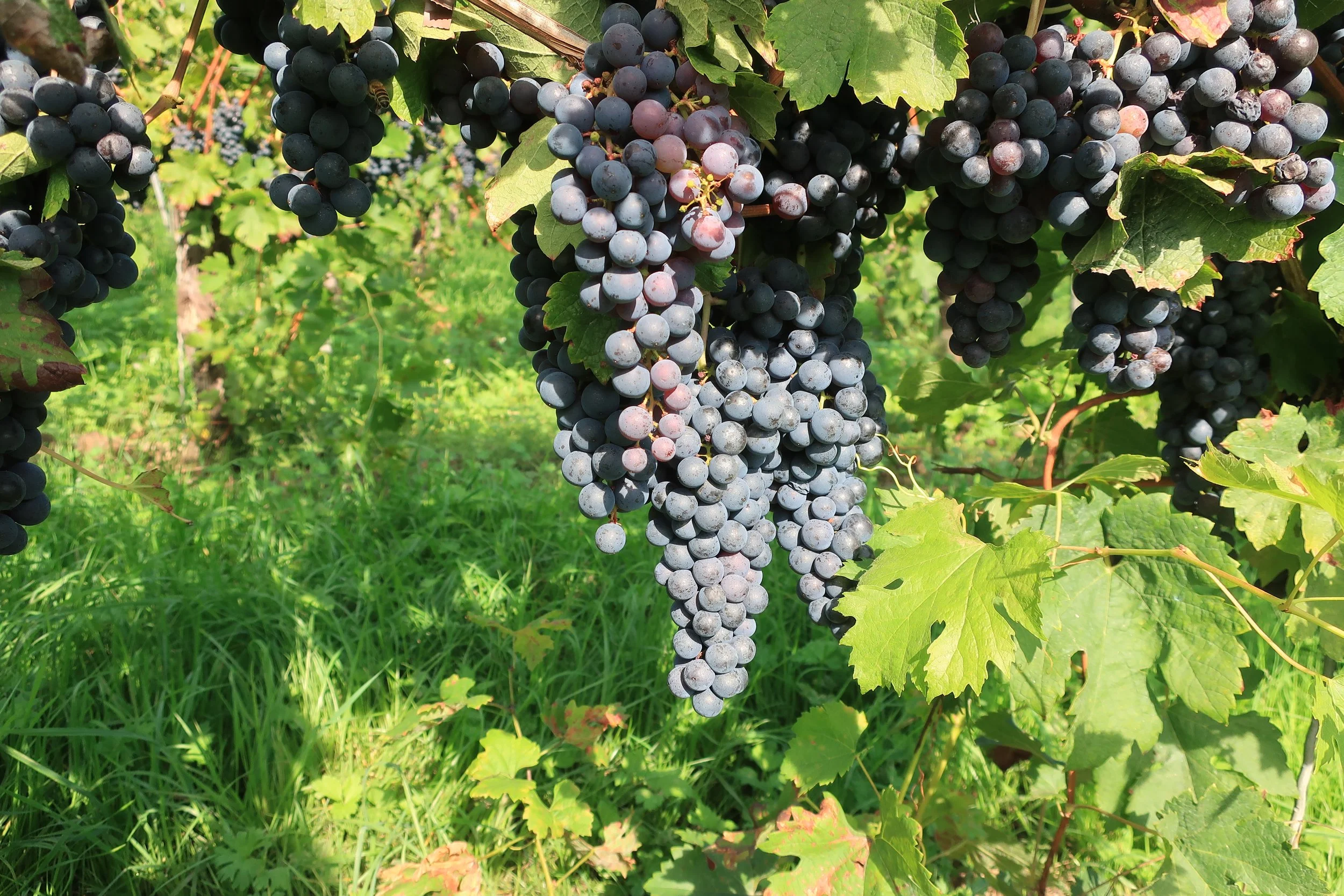  Germany 2023--Kindel 50th Anniversary Trip--Wolf--Grapes about to be picked in the vineyard 