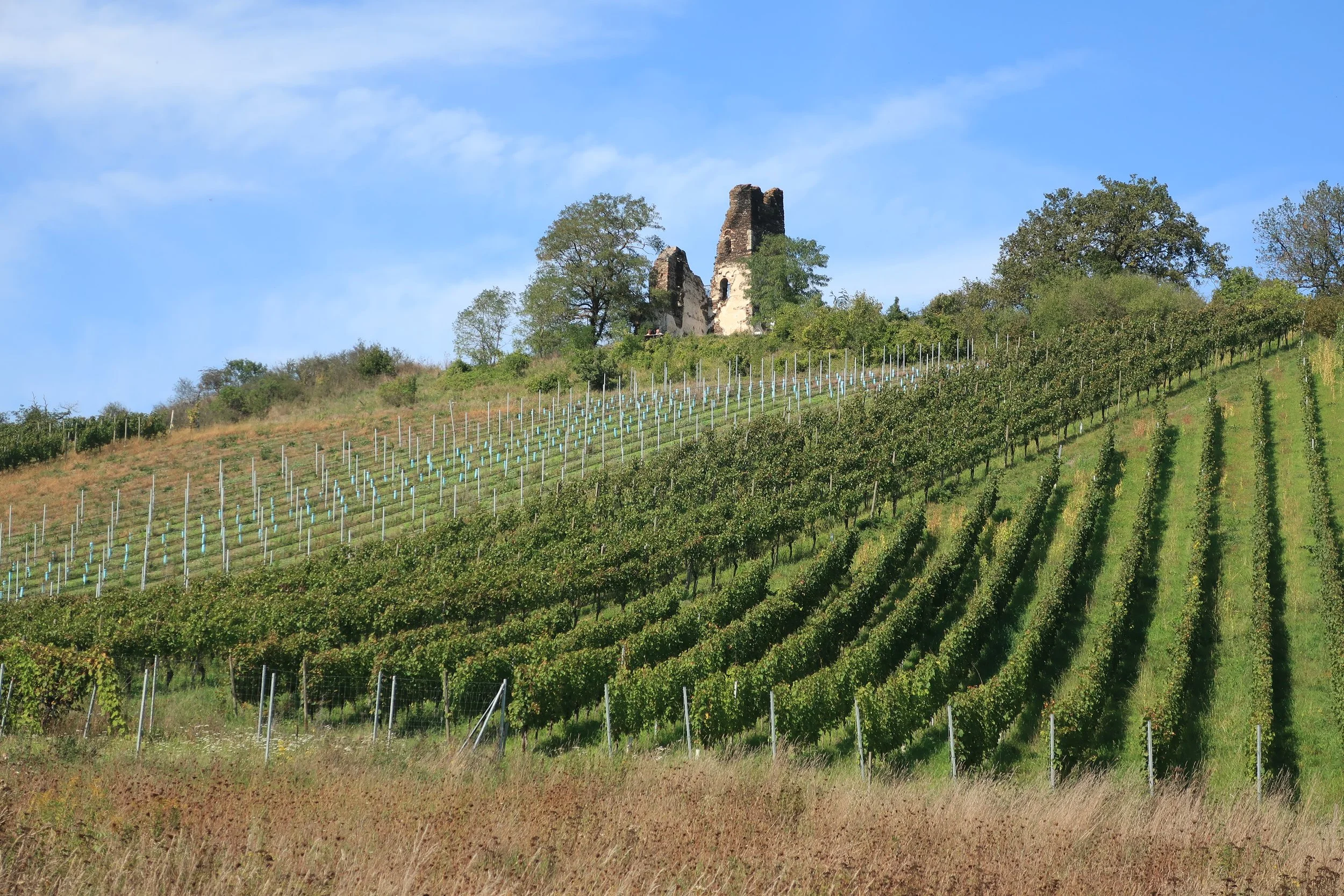  Germany 2023--Kindel 50th Anniversary Trip--Wolf--View of the Ruins through the vineyard 