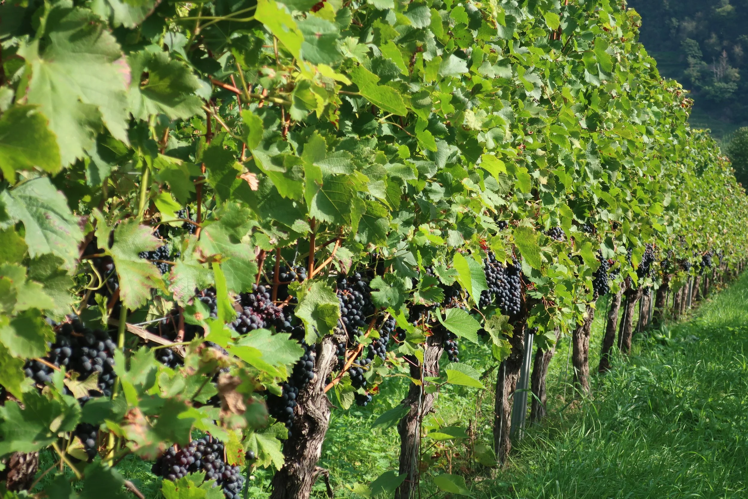  Germany 2023--Kindel 50th Anniversary Trip--Wolf--Grapes about to be picked in the vineyard 