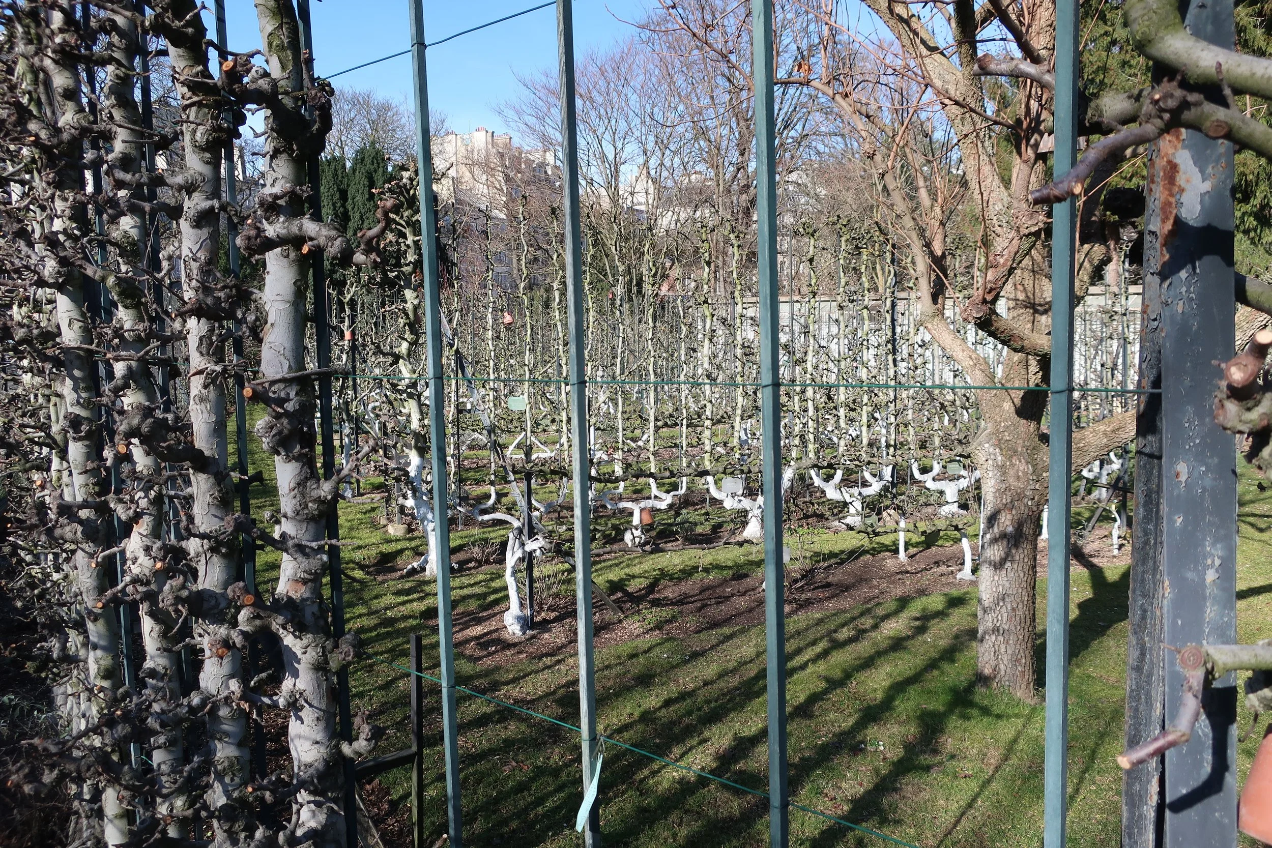  Paris--Spring 2025--Luxembourg Gardens in the St. Germain des Pres neighborhood,  This test garden has over a 1000 esplaniered fruit trees in it. 