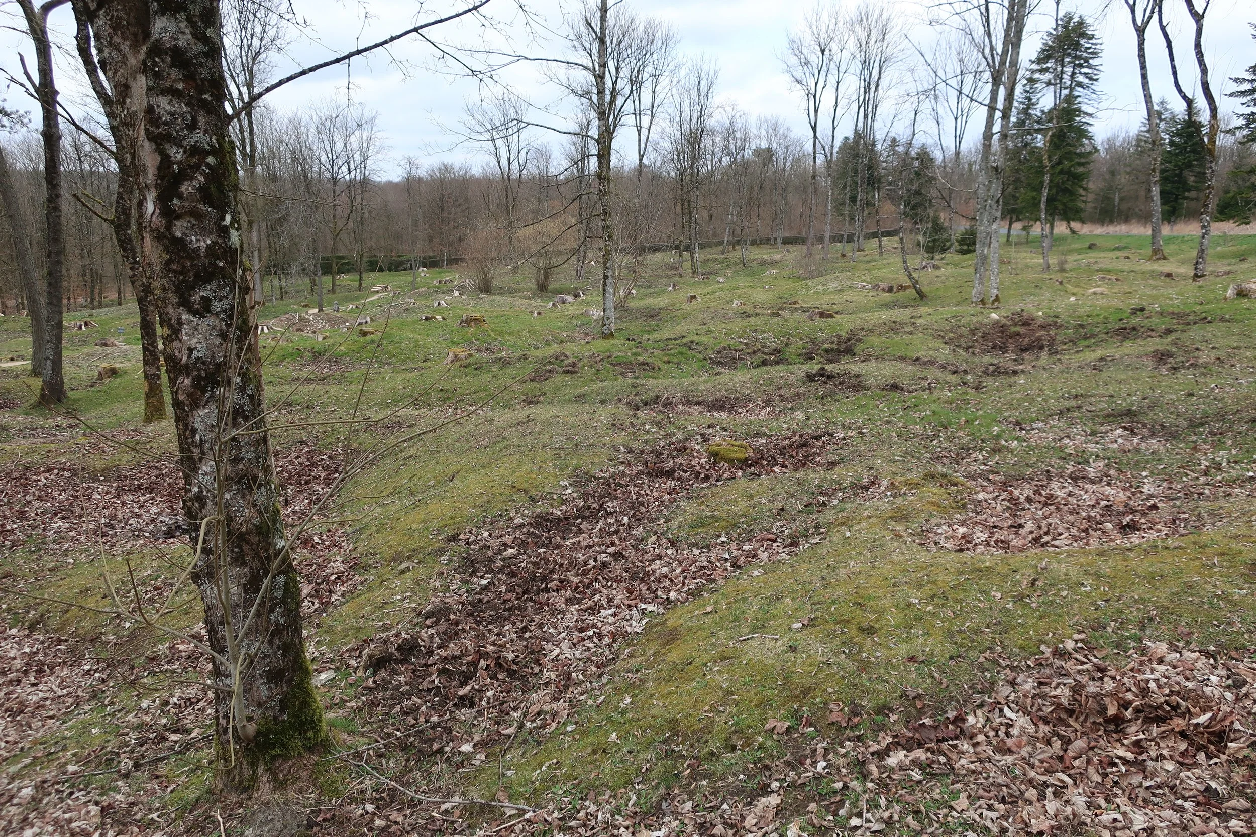  Verdun, France March, 2025--The obliterated town of Fluery, by heavy artilleray (up to 420mm shells).  These are the craters left yet from 100 years ago--the markers are where houses were 