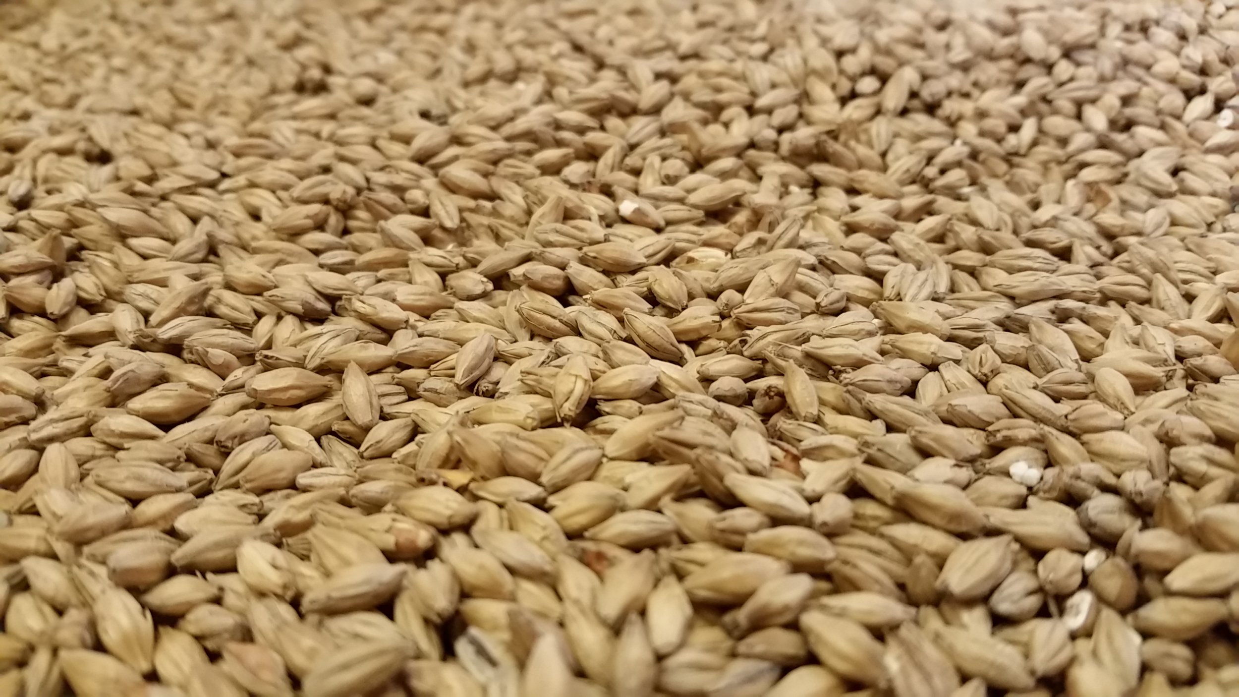 Купить Ячмень Пшеницу В Краснодарском Крае