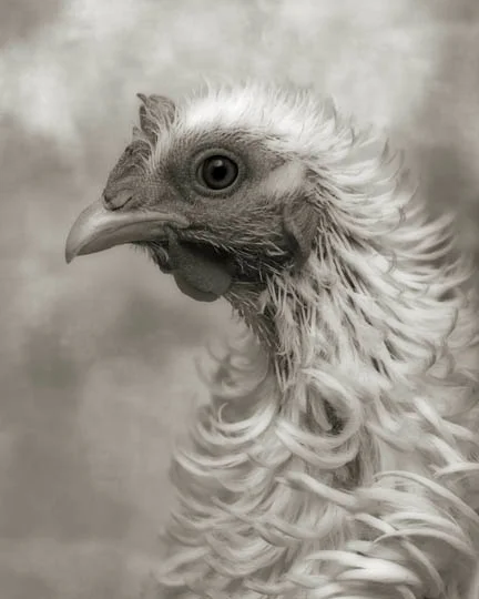 Frizzle Profile