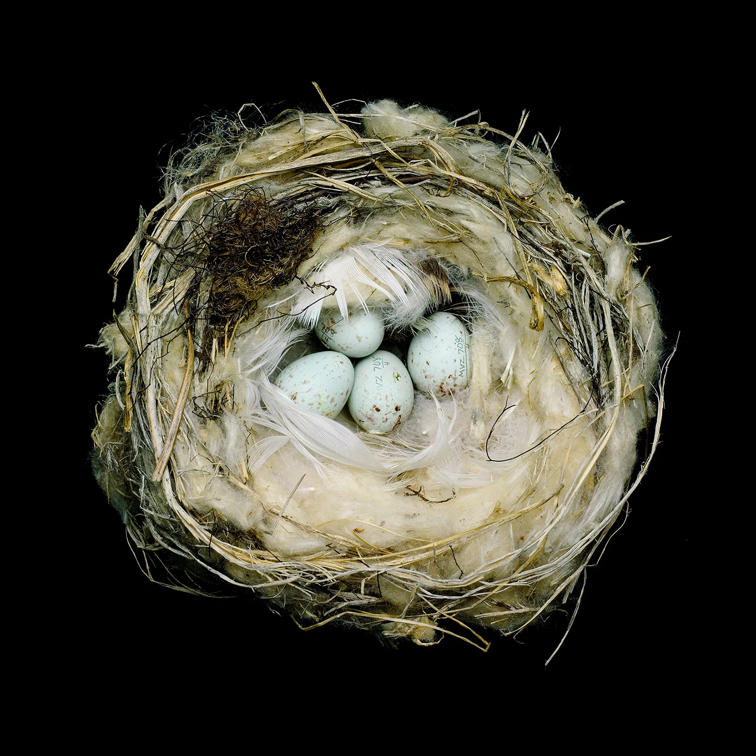 Sharon Beals, Arctic or Hoary Redpoll, archival pigment print