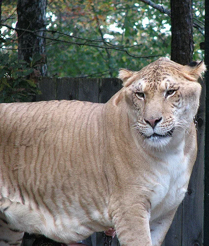 The Liger: apparently a thing that actually exists in the world (Photo credit: http://ow.ly/NRgK30c4CSQ).