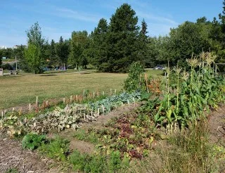communitygarden.jpg