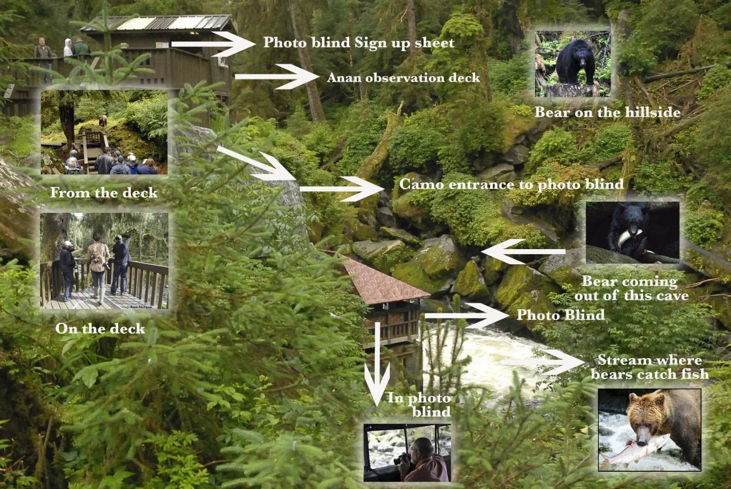 Anan-bear-observatory-info.jpg