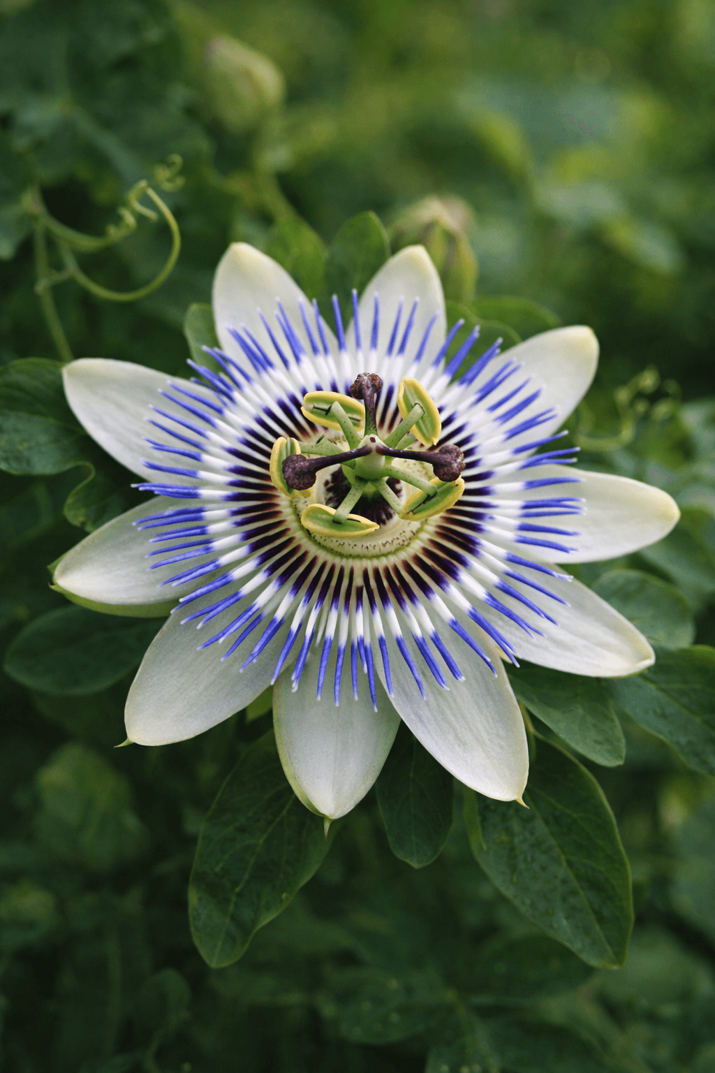 Close-up of a passionflower with white petals, blue and purple filaments, and a central green structure with black tips, surrounded by green leaves.
