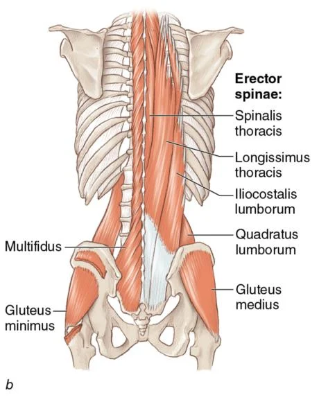 An image to demonstrate how our 'core' spans the entire body