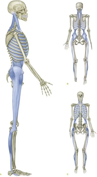 Lateral Line.jpg