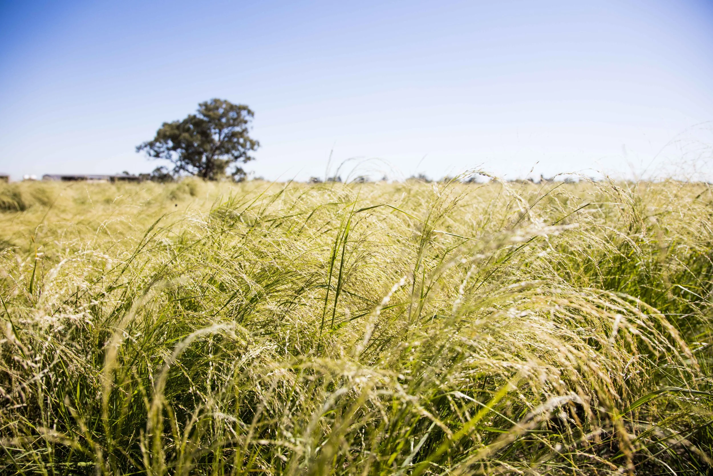OutbackGrainCo_164.JPG