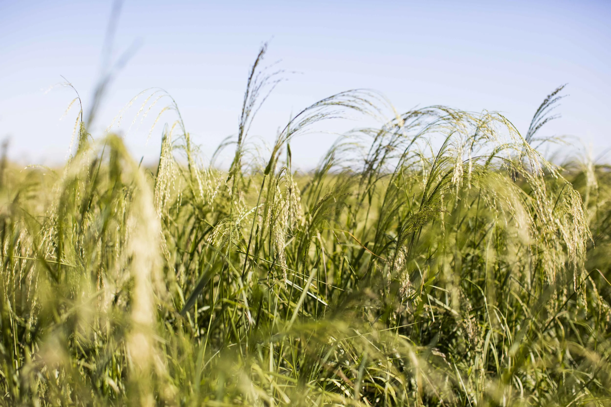 OutbackGrainCo_200.JPG