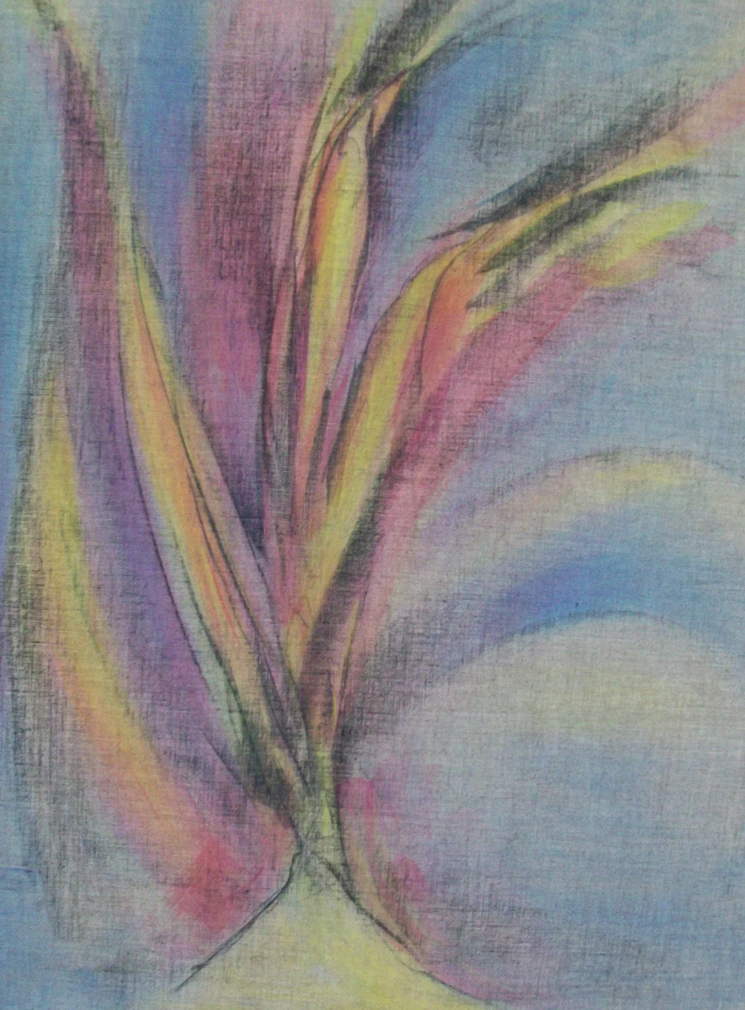 Bird of Paradise