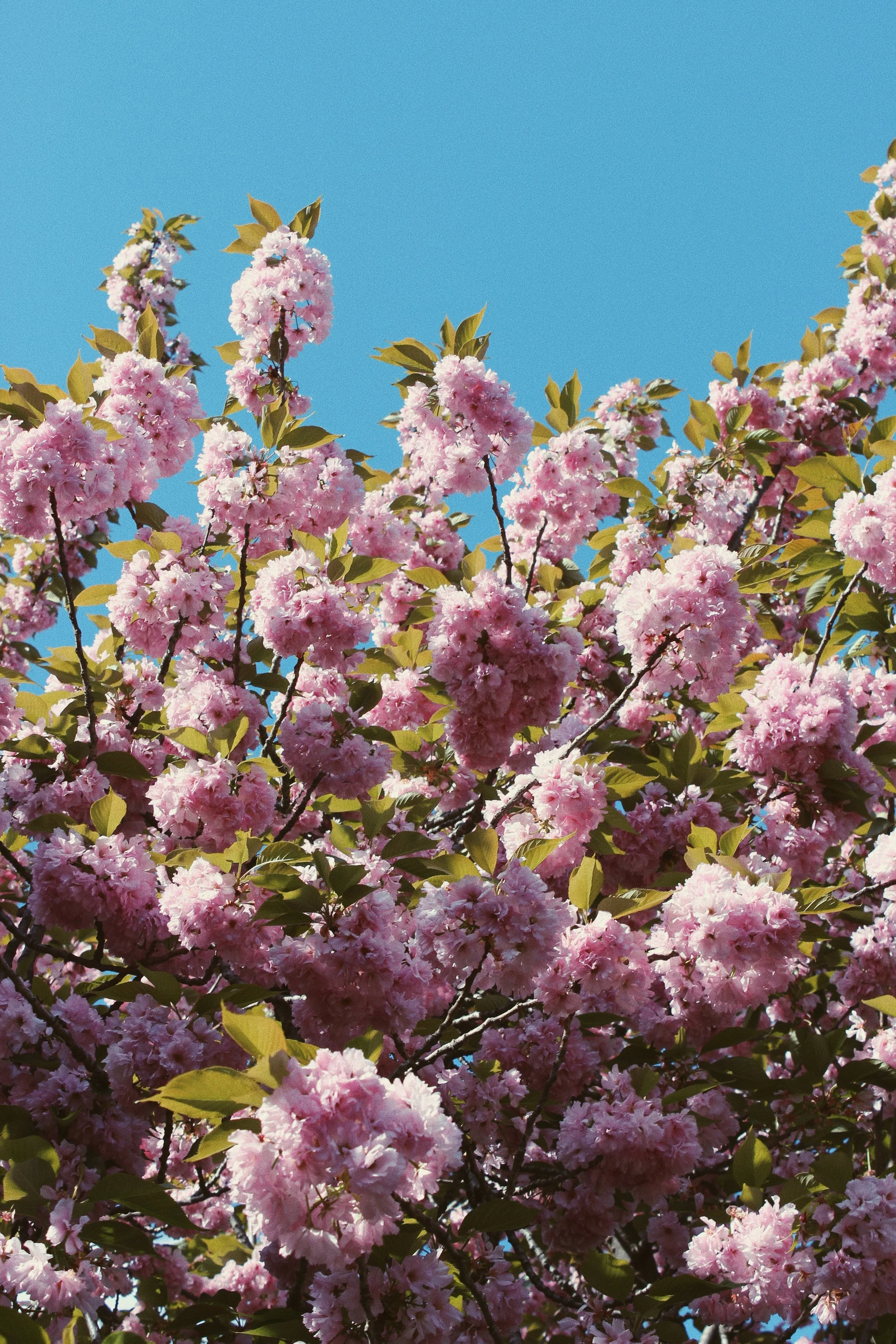 Cherry Blossoms <3