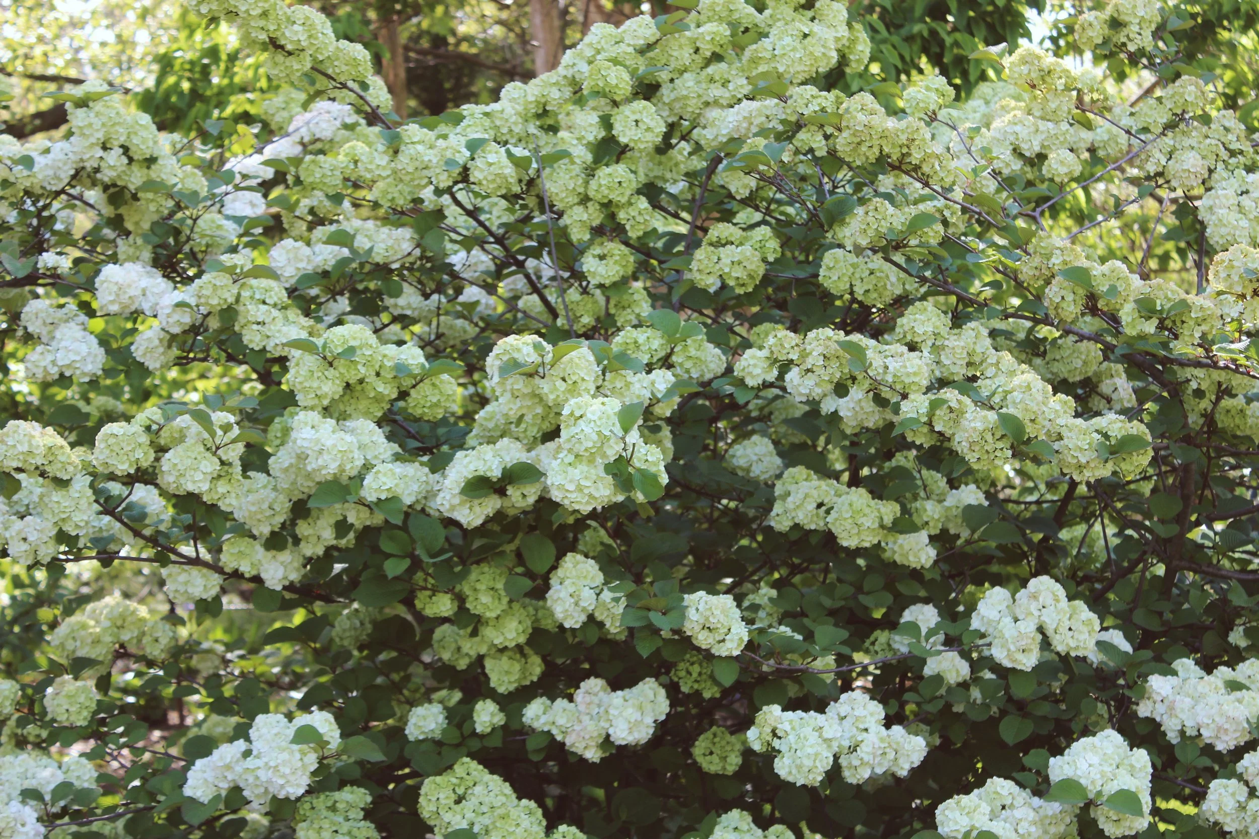 I love all flowers, but green ones are up there amongst my all-time favourites.