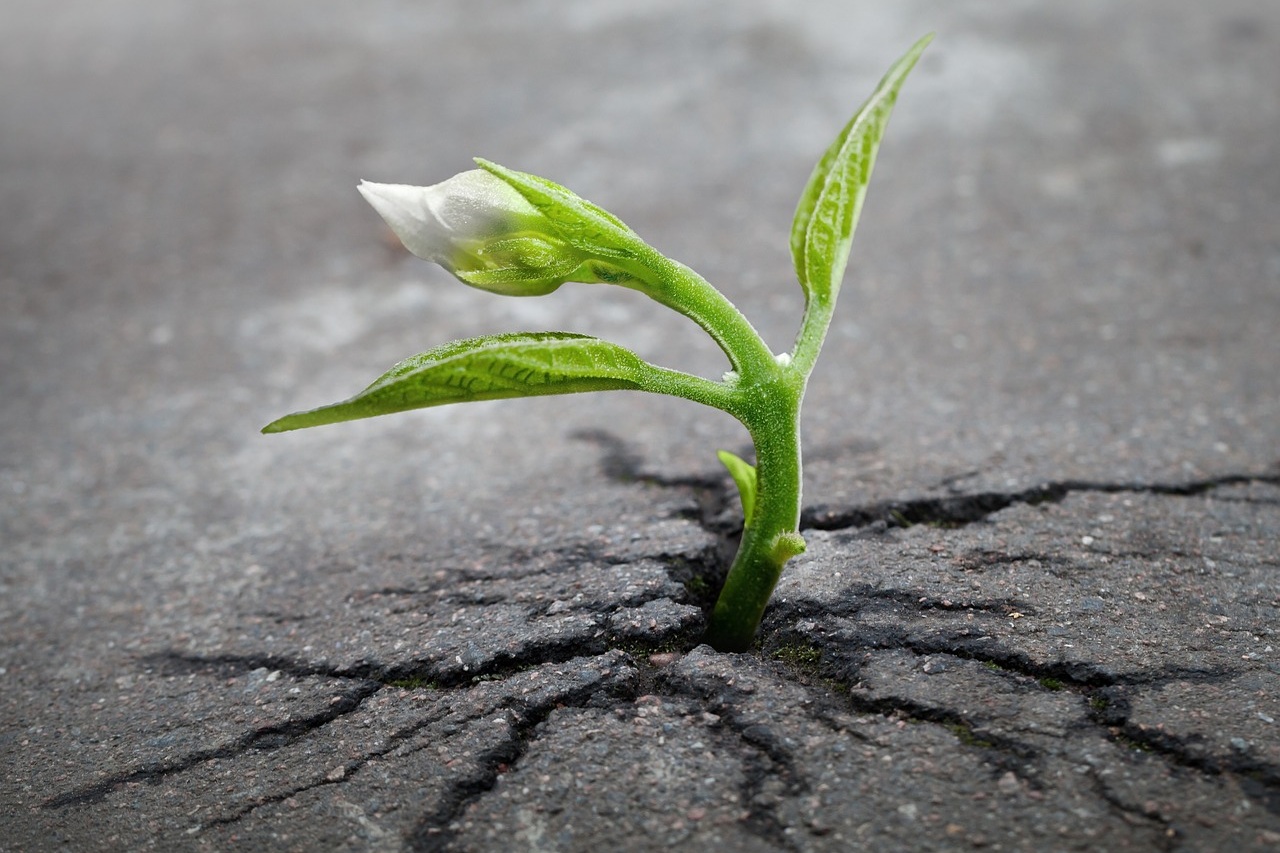 sprout-1147803_1280.jpg
