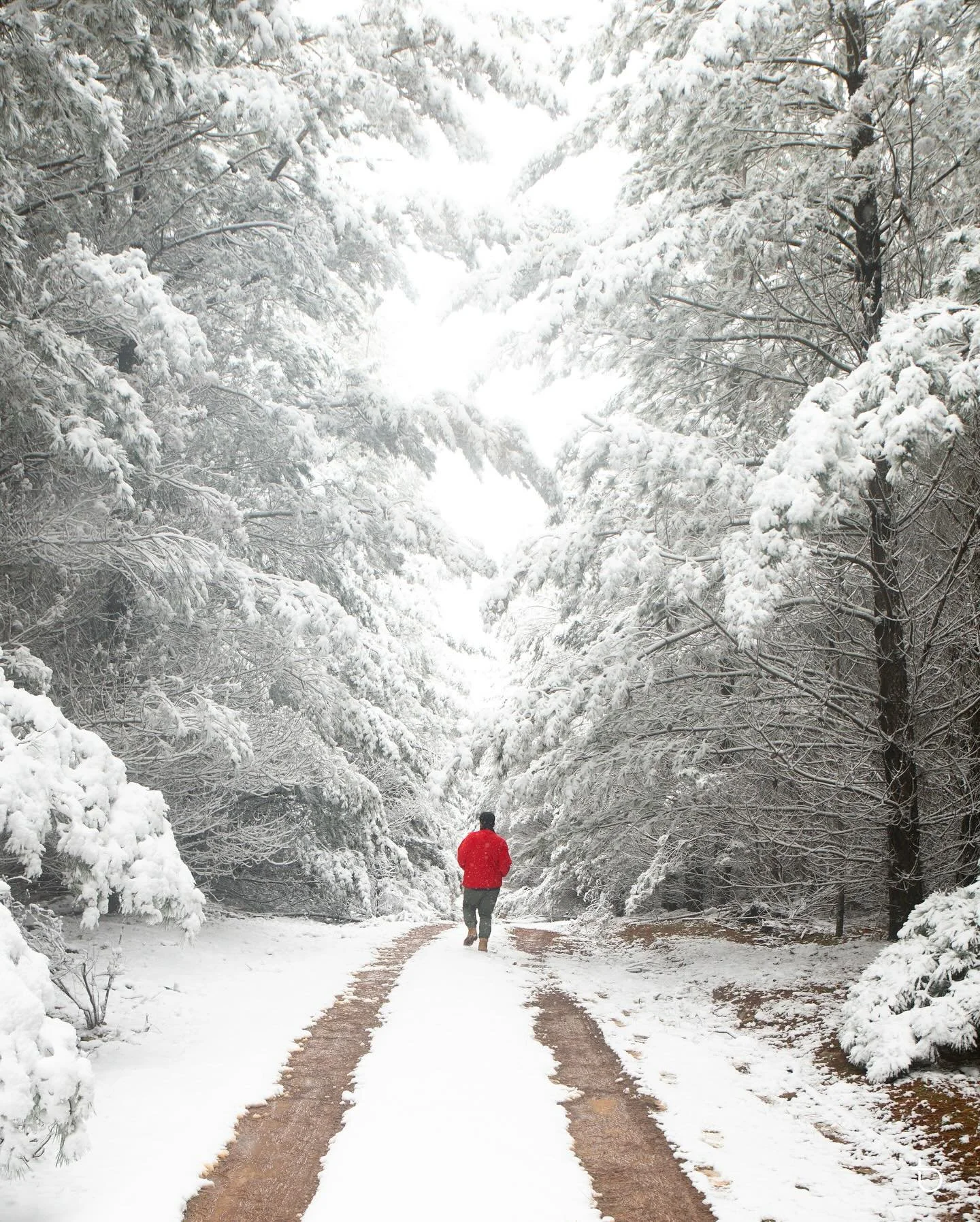 Winter wonderland ❄️ Throwback from June 2021 captured around Oberon &amp; Shooters Hill. In frame @ryanparkphotography 

.
.
.
.
#ilovesydney #ilovensw #ig_australia #australia_shotz #visitoberon #igerssydney #awesomeearth  #wonderful_places #tourth