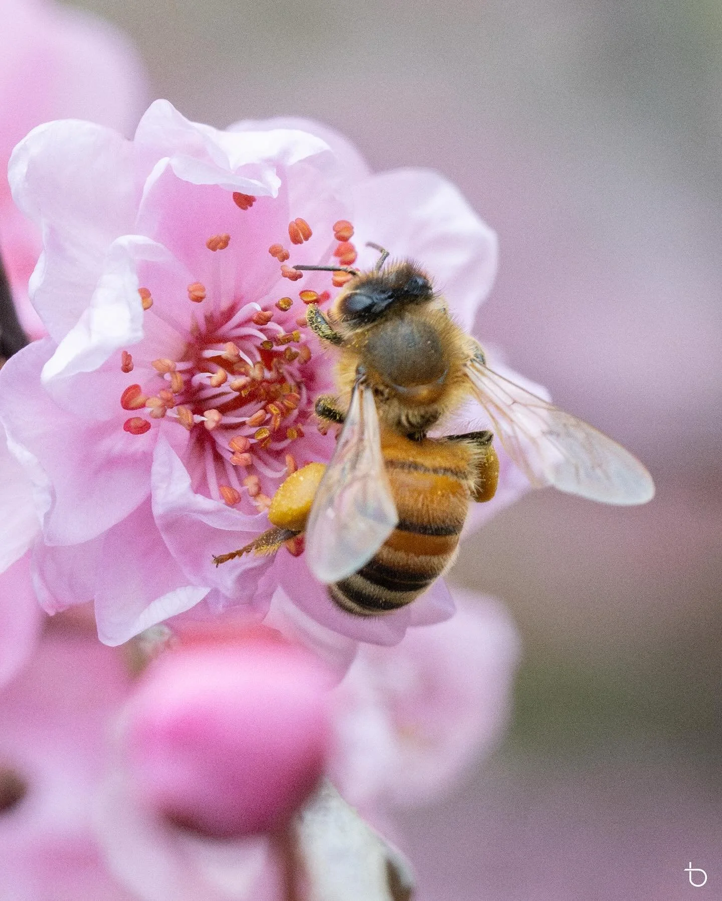 Cherry Blossom Festival is back at Auburn Botanic Gardens, here are a few close up shots taken from yesterday. The main area is almost there but the rest of the gardens need more time. 
.
.
.
#ilovesydney #ilovensw #ig_australia #auburnbotanicgardens