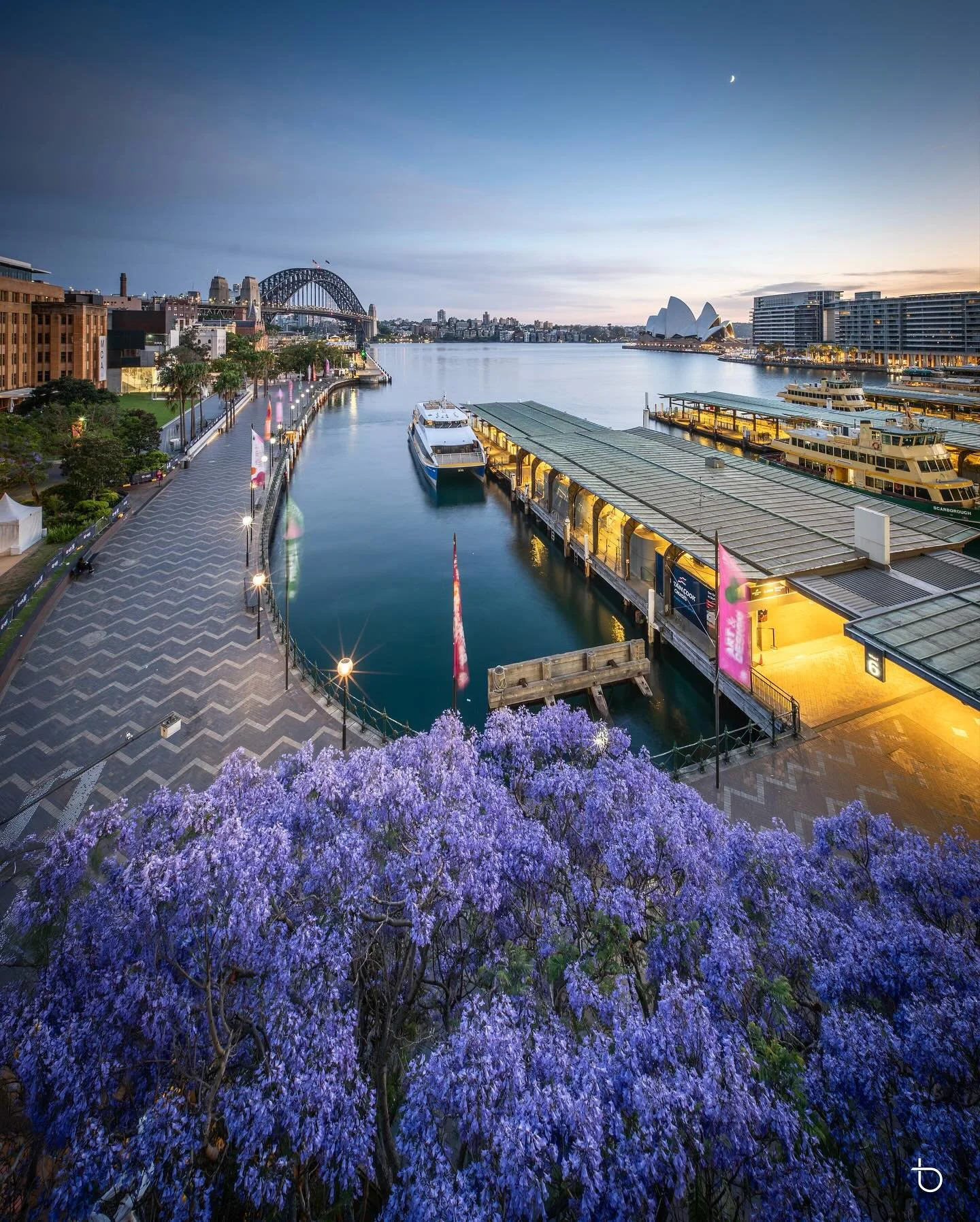 Sydney Spring, Jacarandas or Paper daisies 
.
.
.
.
#ilovesydney #feelnewsydney #ilovensw #auburnbotanicgardens #ig_australia #australia_shotz #igerssydney #awesomeearth #cityofsydney #wonderful_places #tourtheplanet #sydney_sunset_club  #exploringau