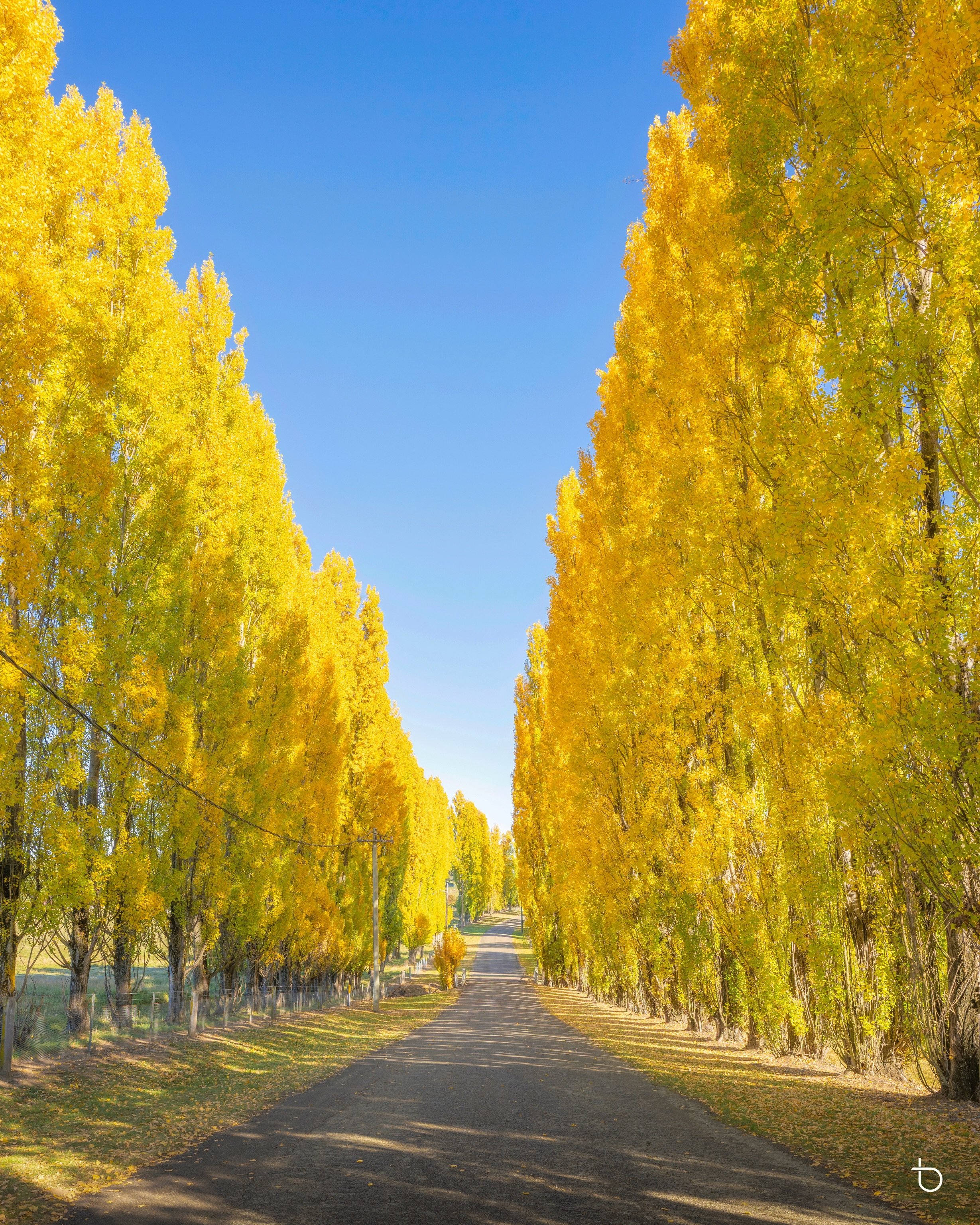 Golden Poplars at Meadow Flat, taken last Sunday (19/4/26). Arrived around 8:40am, surprisingly this year has been quiet. 
.
.
.
#ilovesydney #ilovensw #ig_australia #australia_shotz #igerssydney awesomeearth autumn  meadowflat wonderful_places tourt