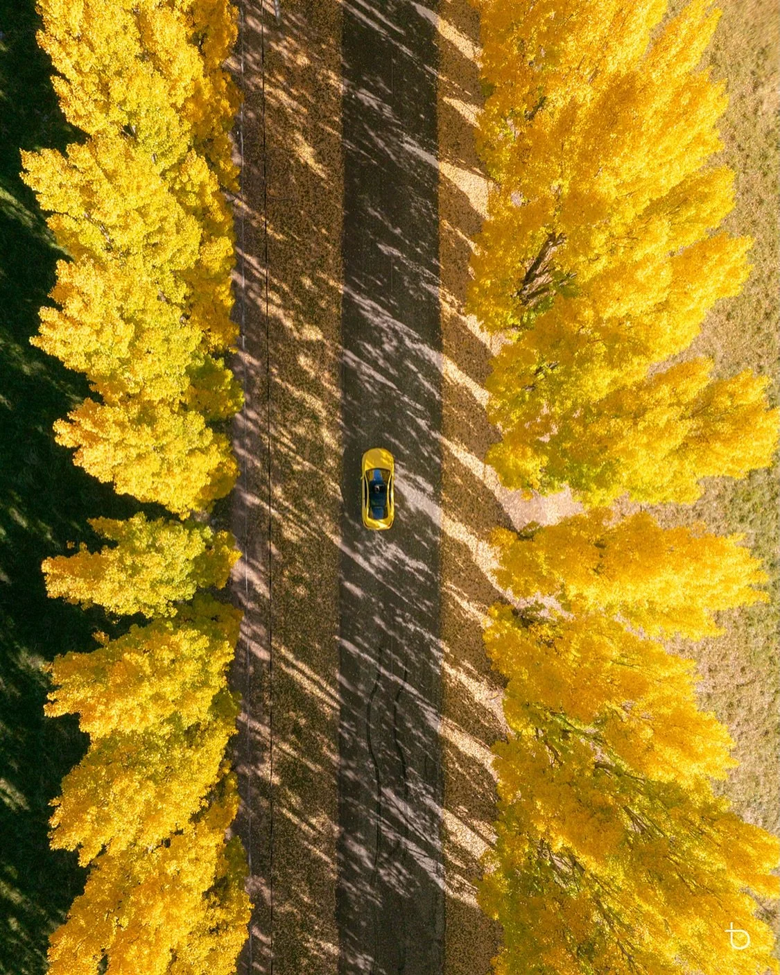 Golden poplars from above at Meadow Flat 🍂✨
Got lucky with this bright yellow car passing through at just the right moment, perfectly matching the golden autumn colour surrounding the road. From above, the shadows, fallen leaves and rows of poplars 