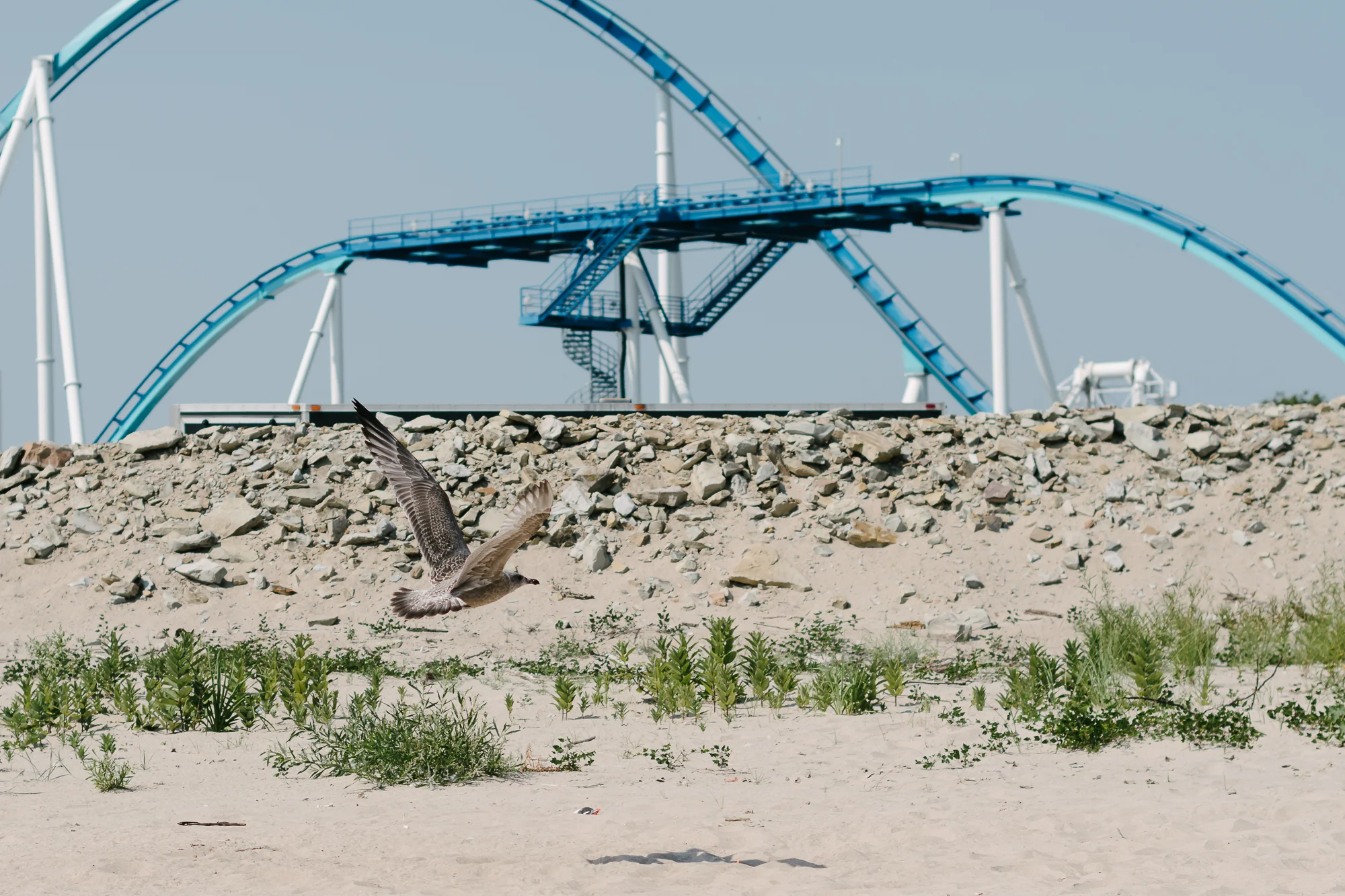 D50_4003.jpg