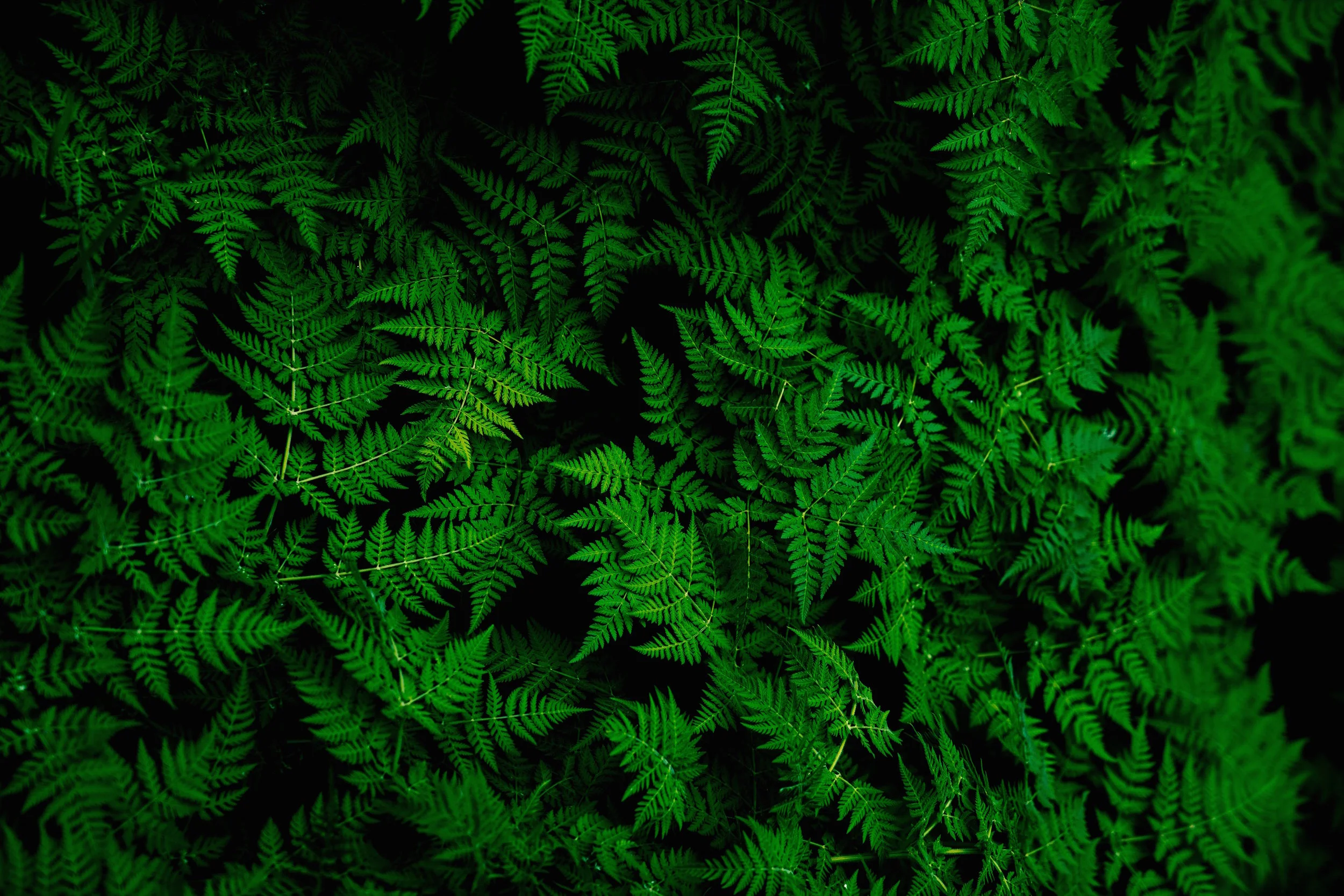 teemu-paananen-283670-unsplash.jpg