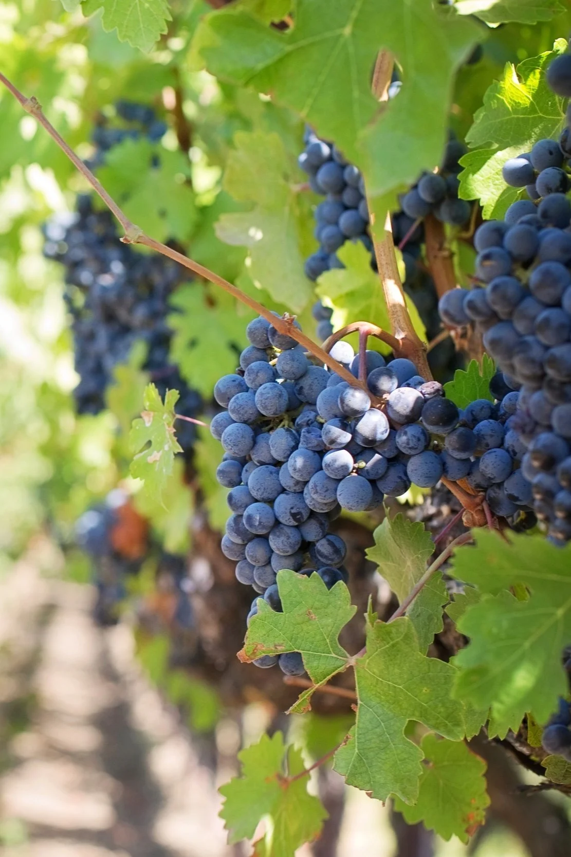 What Wine Country Can Teach Us About Content