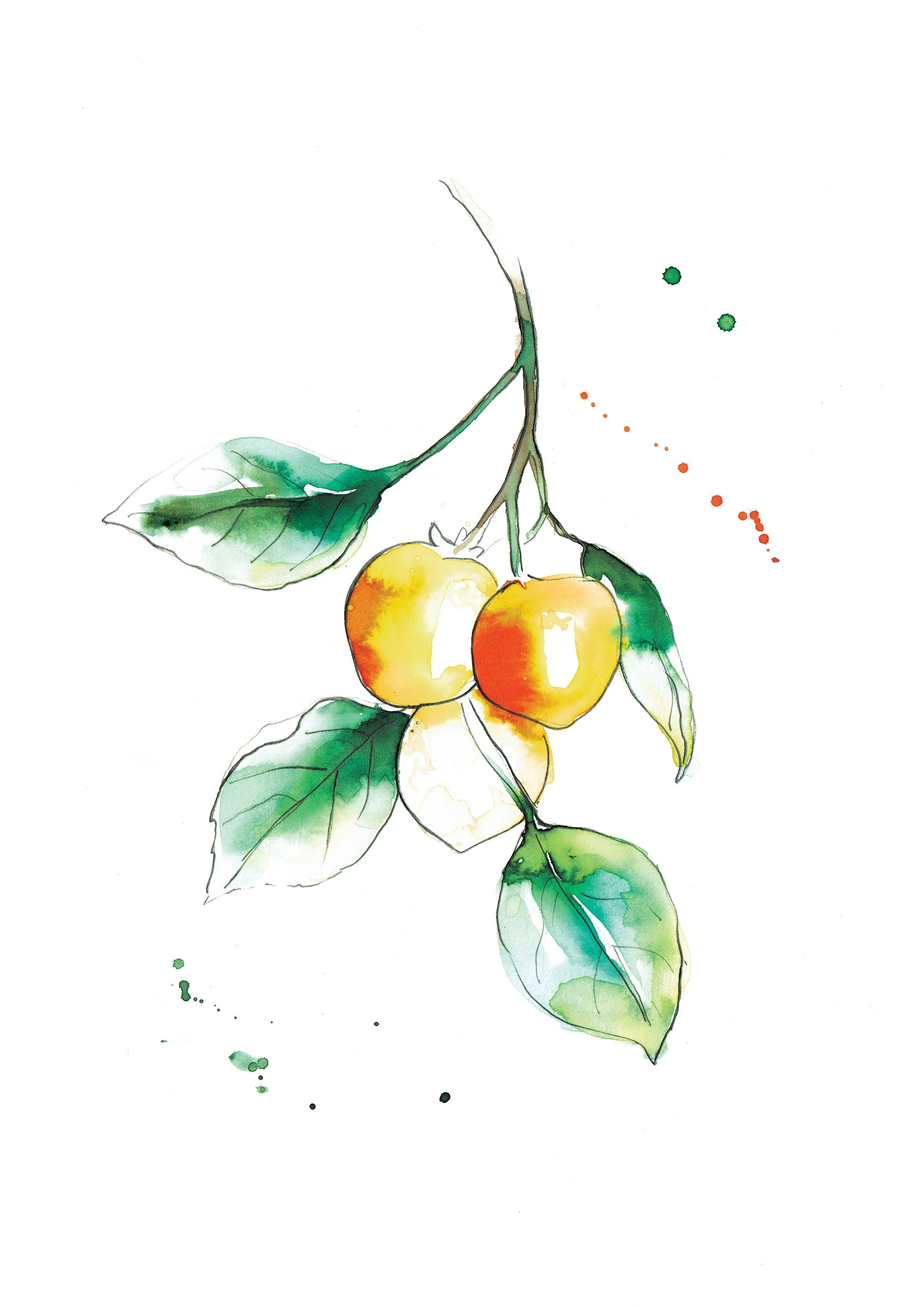 Flemings botanical illustration by melbourne artist and illustrator Sarah Hankinson 