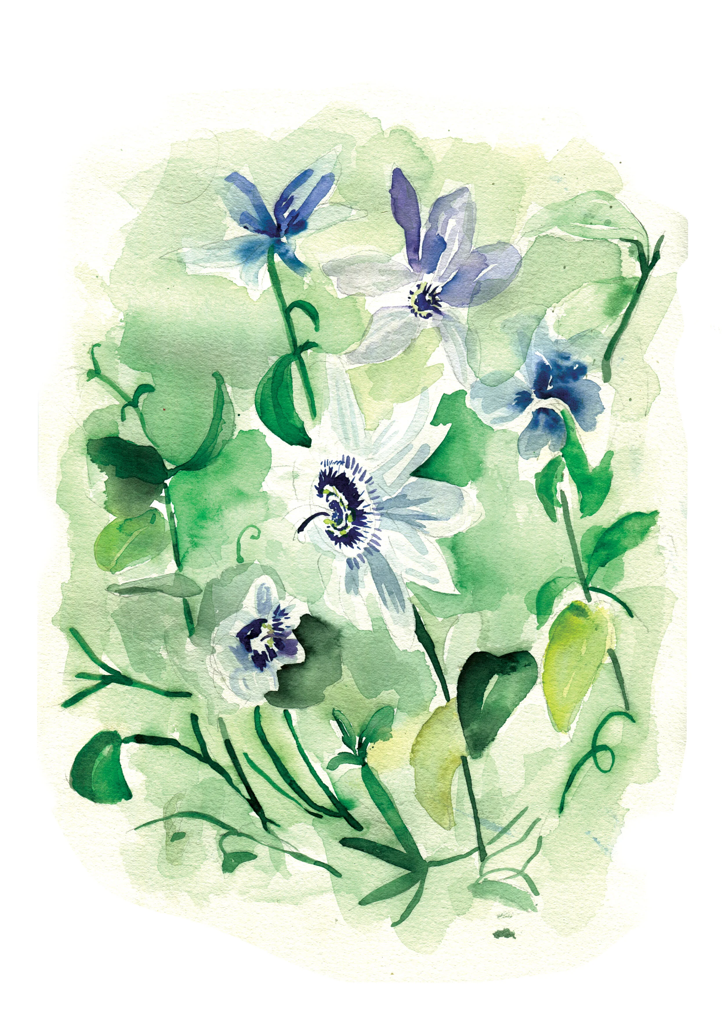 Botanical watercolor by illustrator Sarah Hankinson