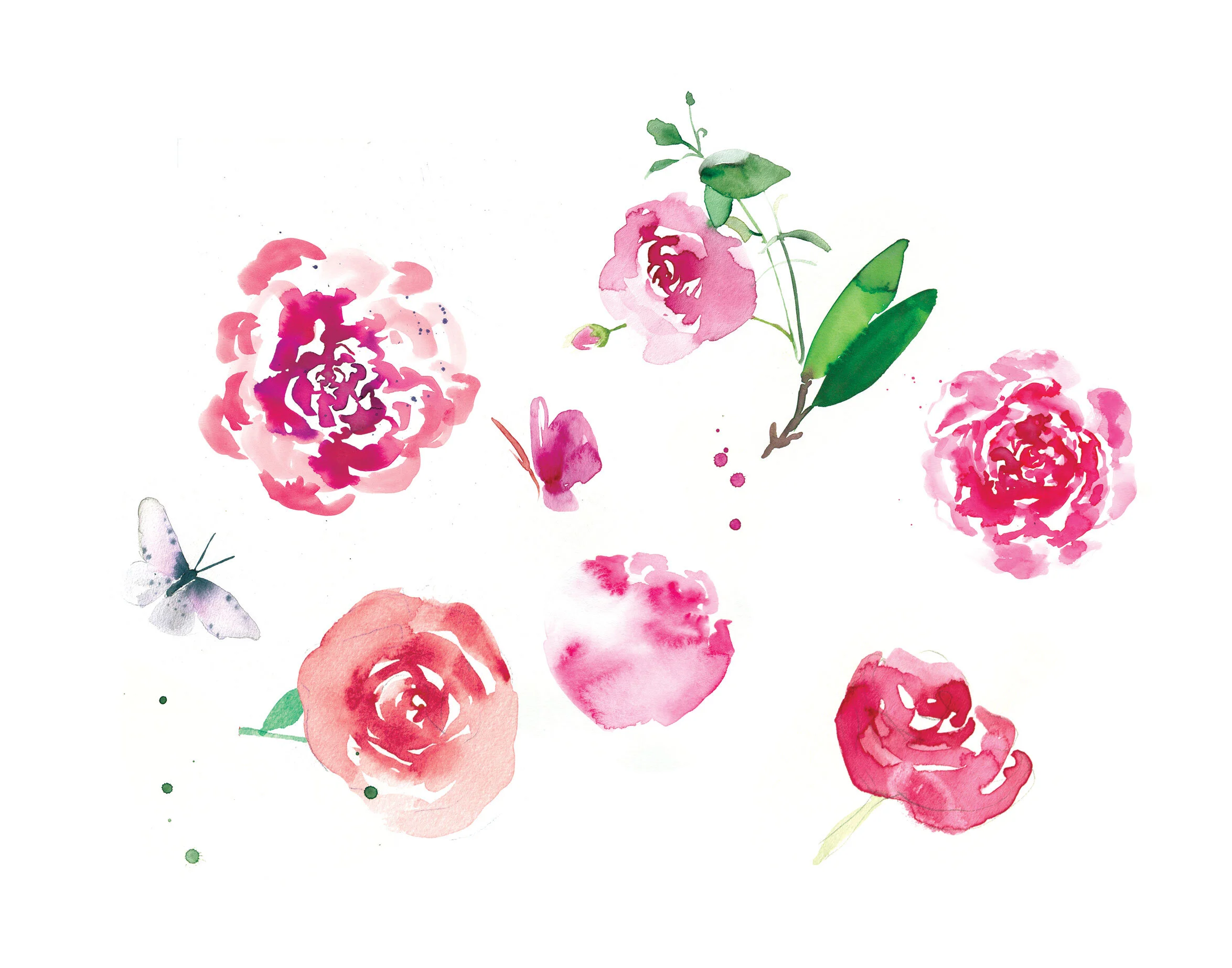 Cadbury Roses packaging illustrations by Melbourne based artist & Illustrator Sarah Hankinson. 
