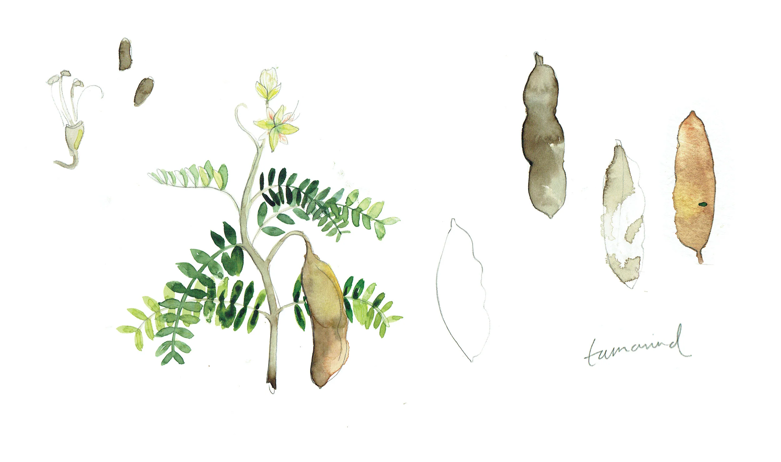 Sarah Hankinson Tamarind Illustration
