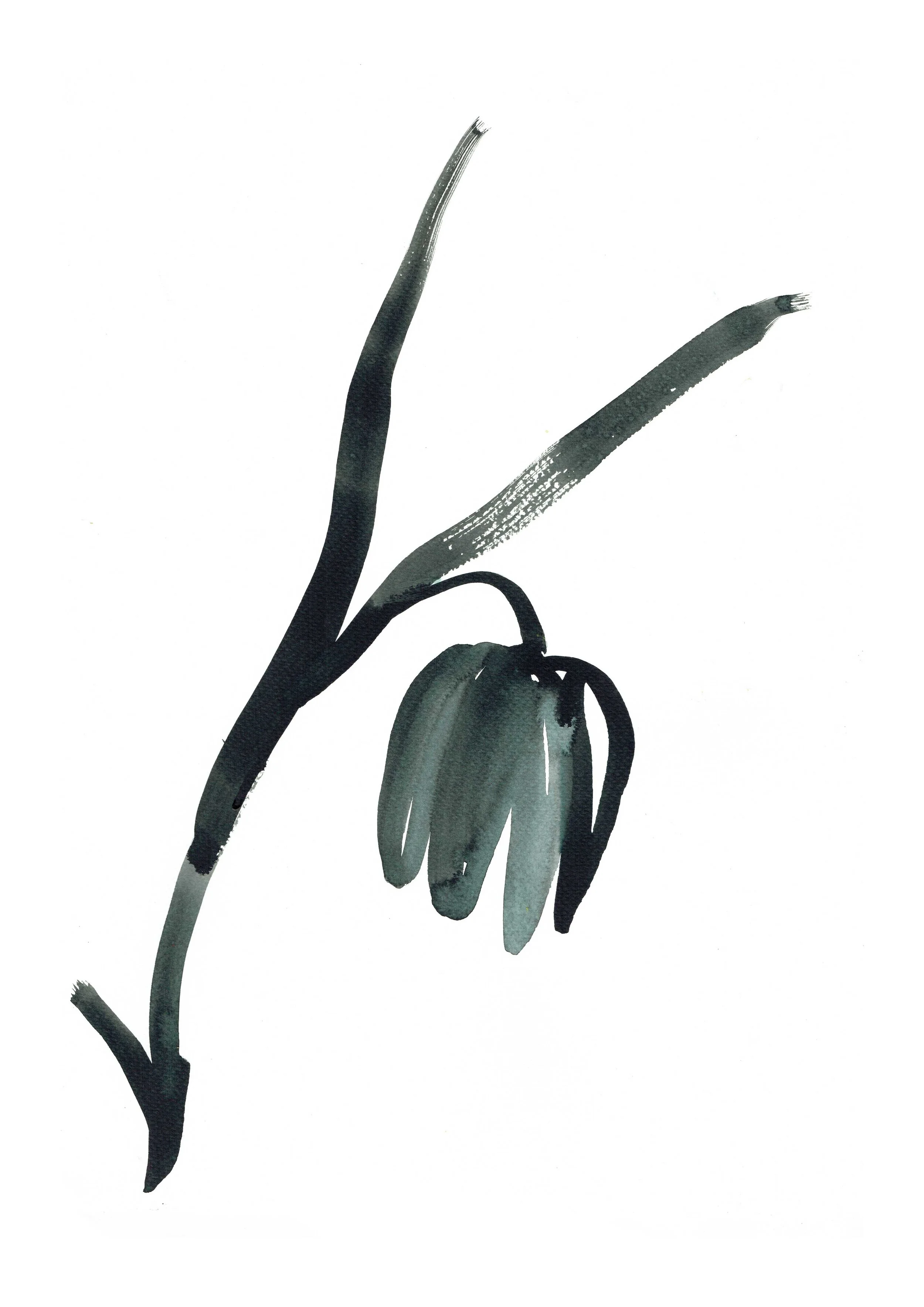 Ink art  by Melbourne based artist & Illustrator Sarah Hankinson. 