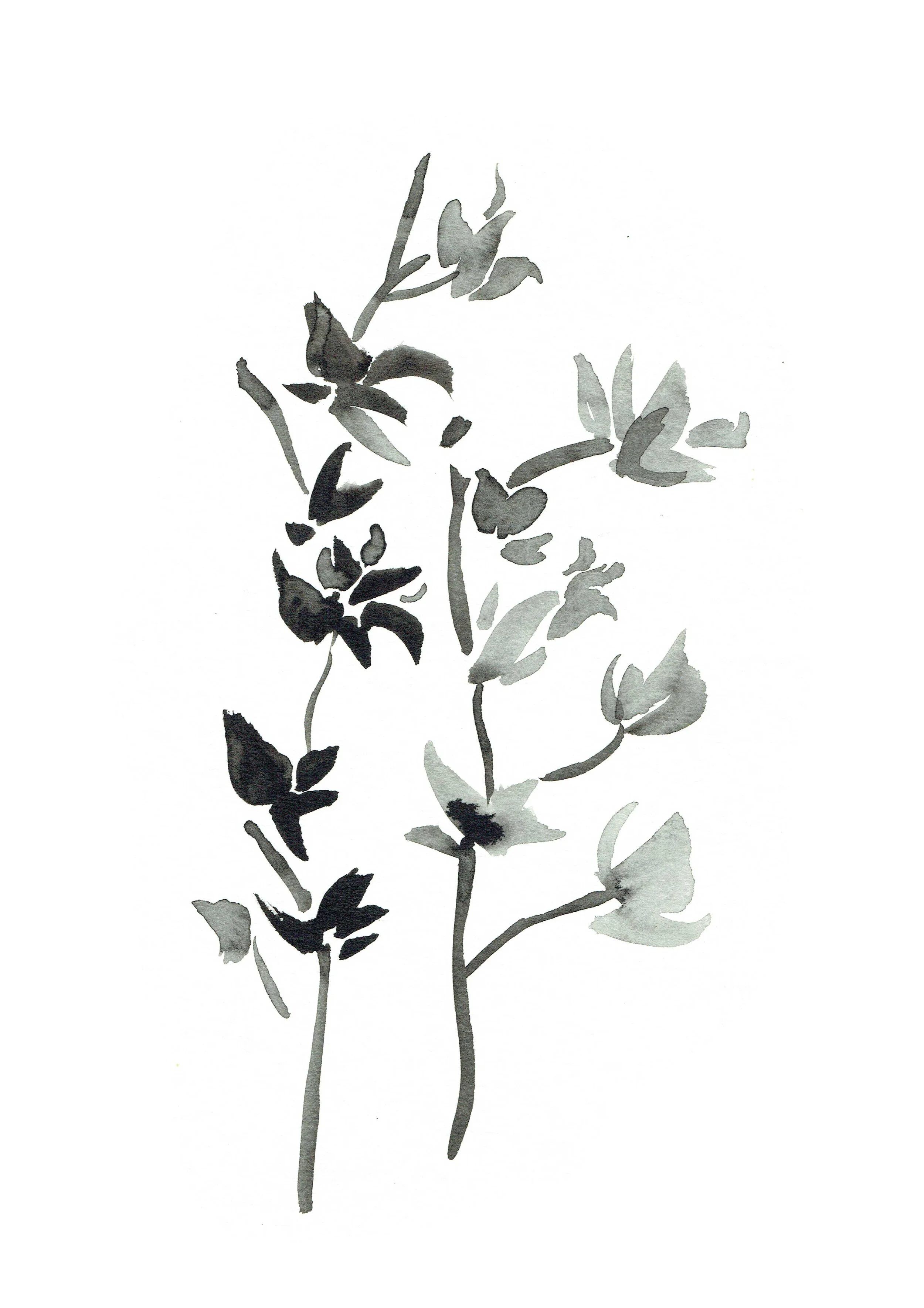 Indian-ink-SH5.jpg
