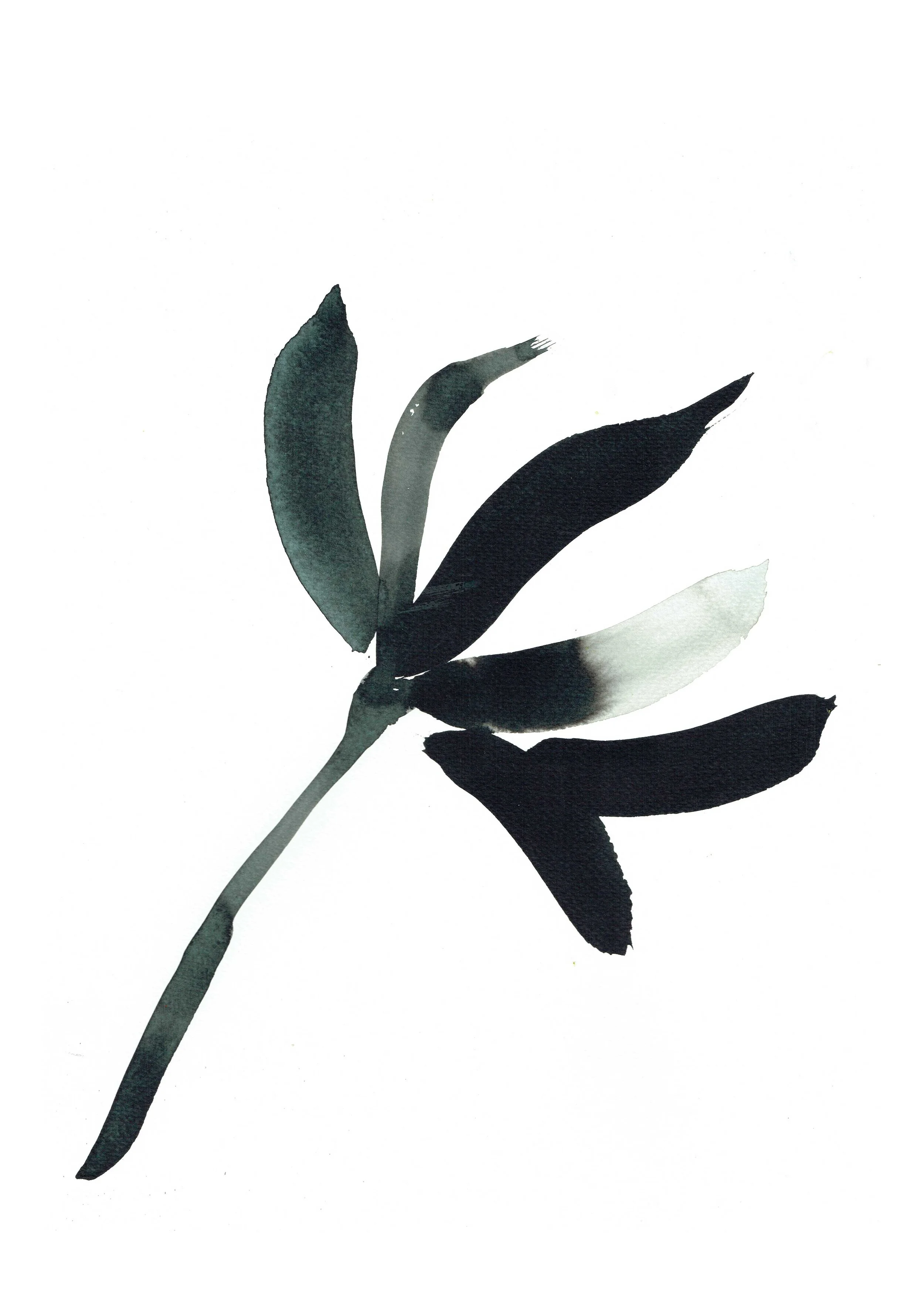 Ink art  by Melbourne based artist & Illustrator Sarah Hankinson. 