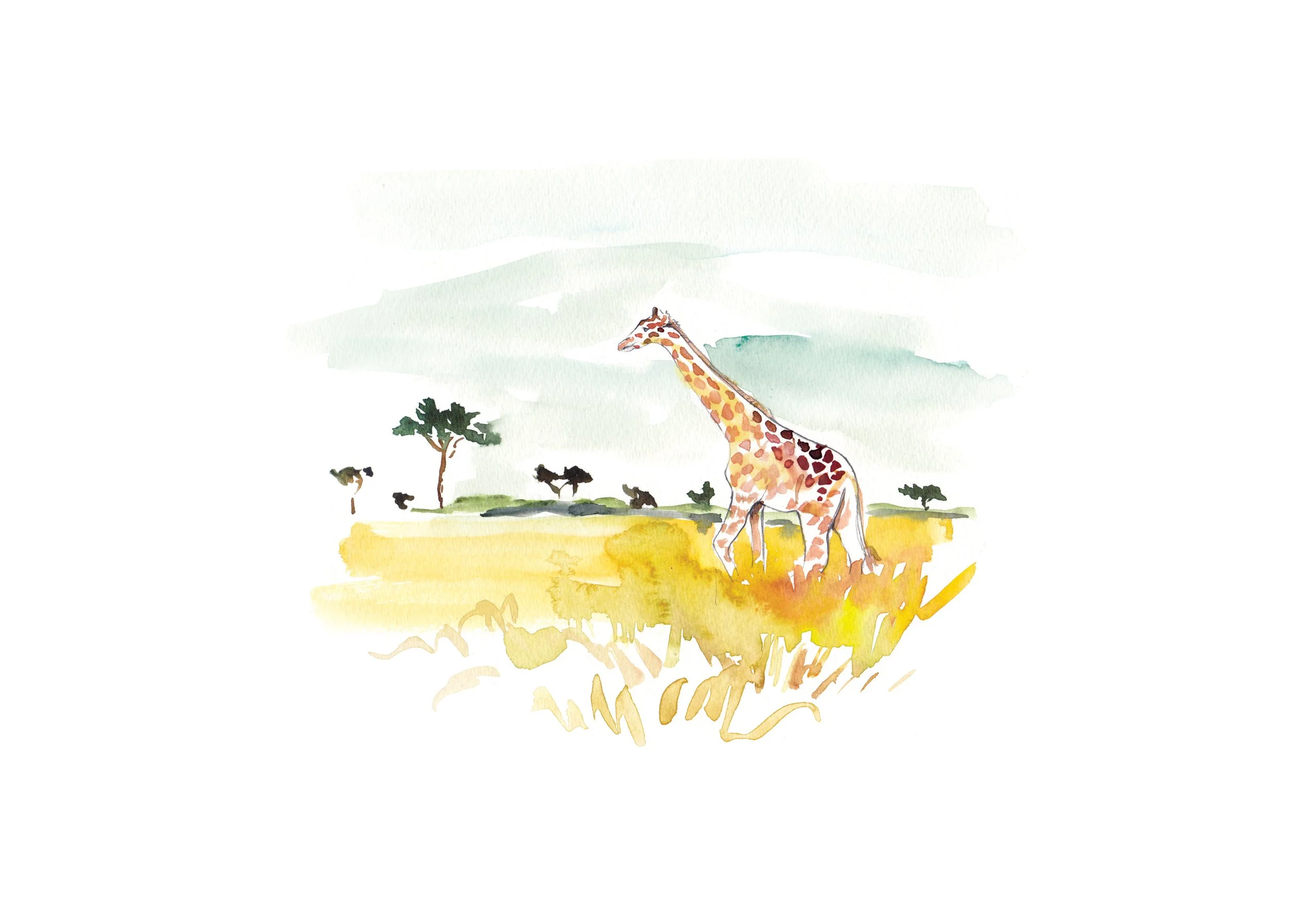 Giraffe Watercolour Illustration by artist and illustrator Sarah Hankinson for Wish Magazine