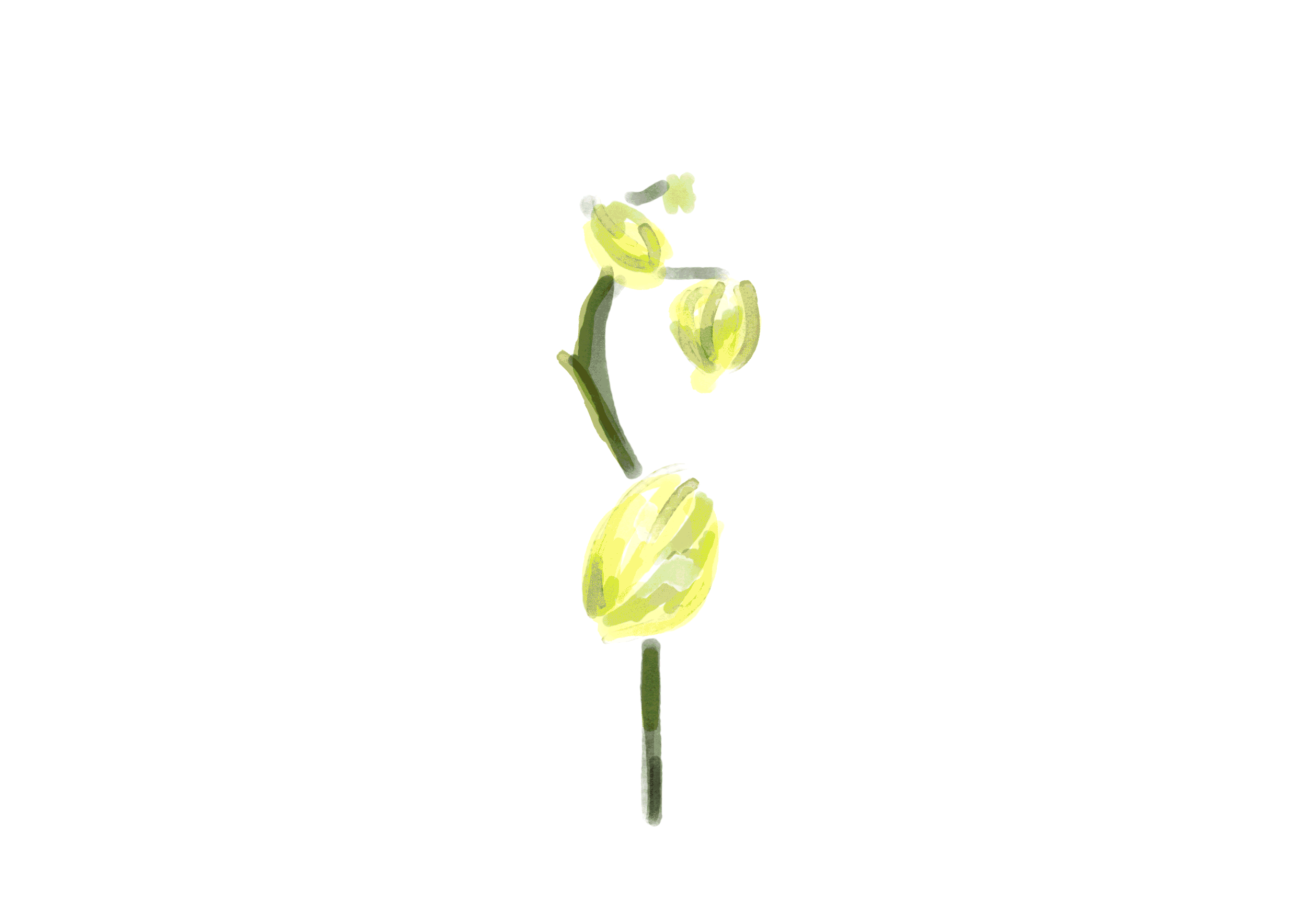 Animated watercolour flower GIF by Melbourne based artist and illustrator Sarah Hankinson