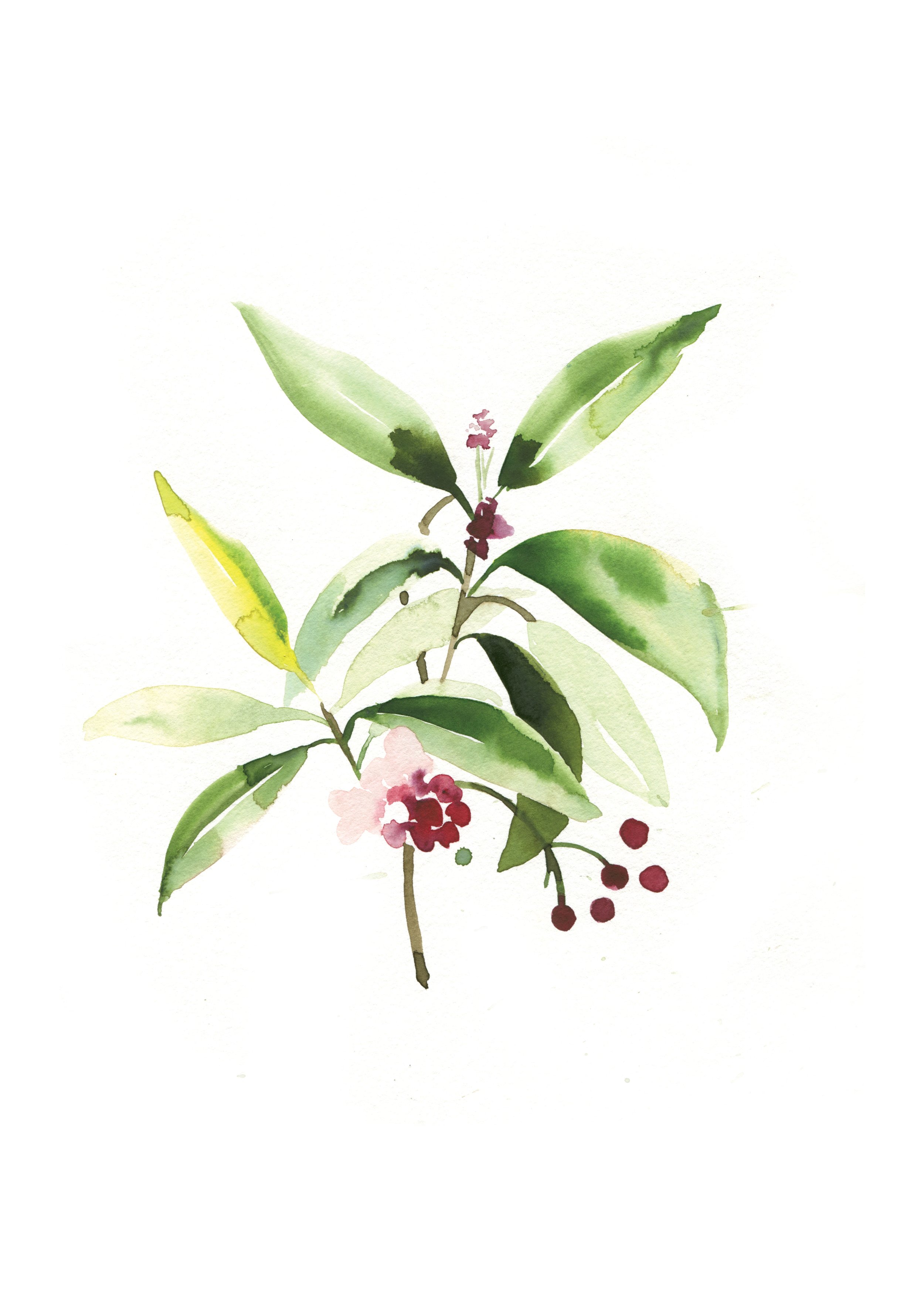 Sarah Hankinson botanical watercolour Art Exhibition 
